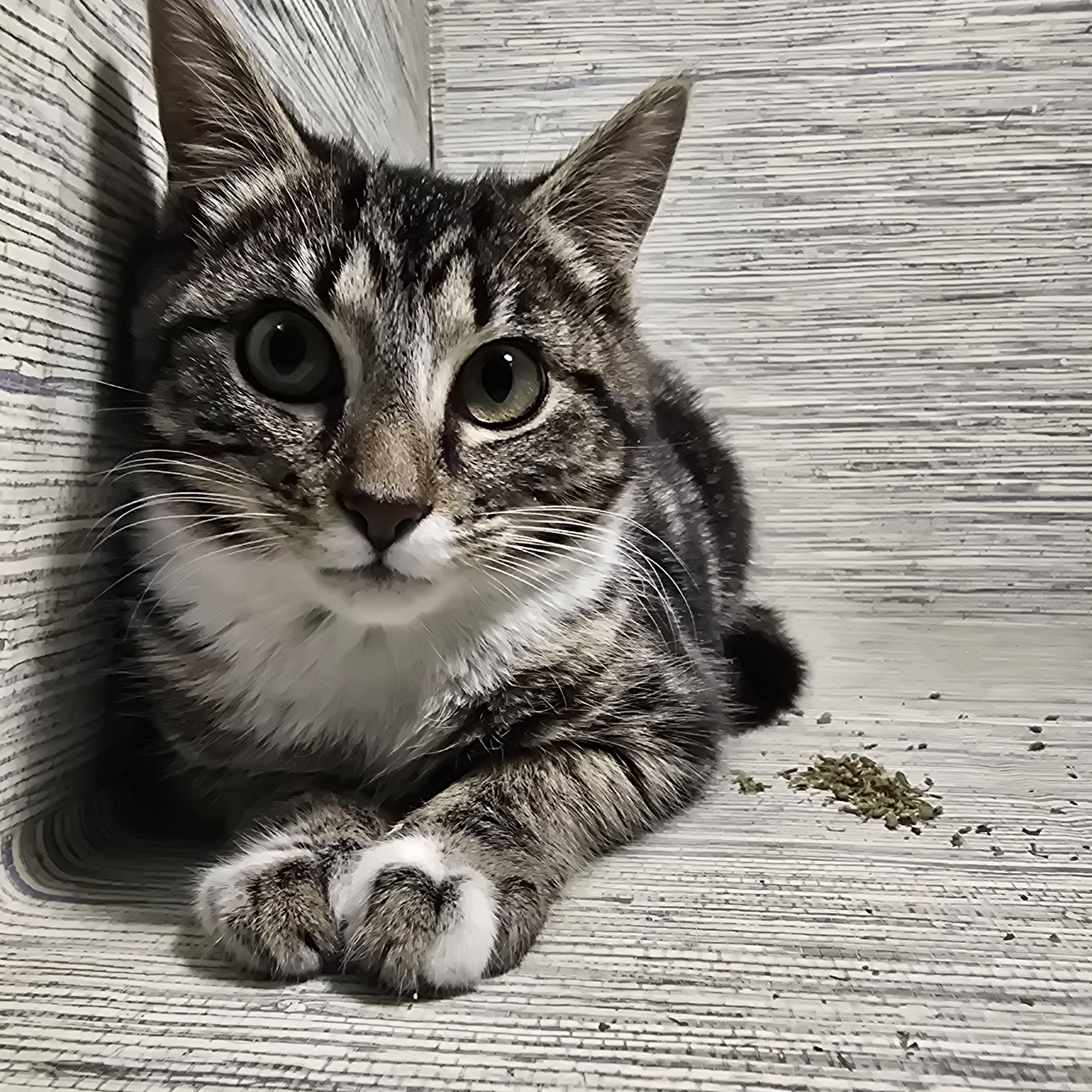 Enlarge Ginsburg, a ADOPTABLE Domestic Short Hair in quinton, AL image 5/6