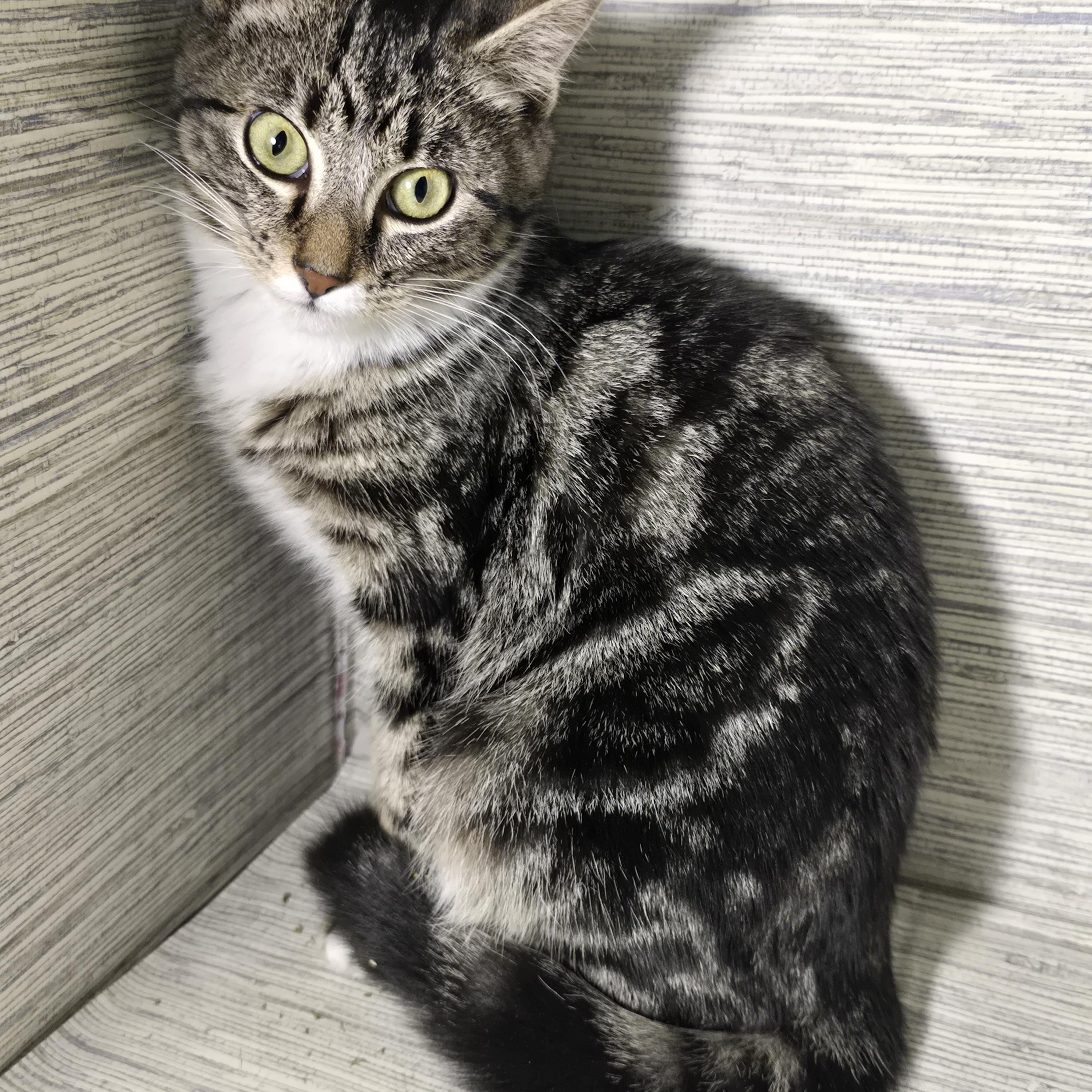 Enlarge Ginsburg, a ADOPTABLE Domestic Short Hair in quinton, AL image 6/6