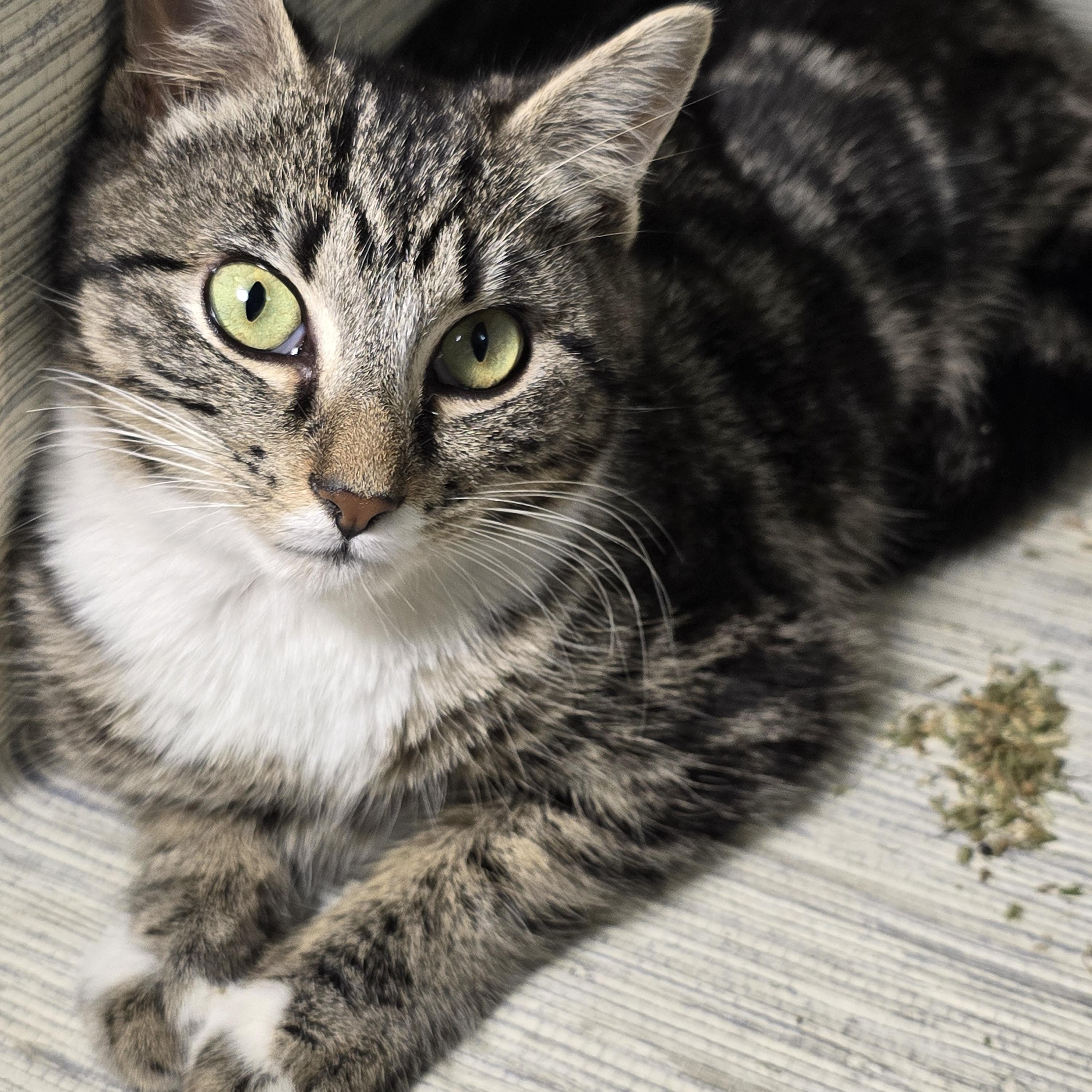 Enlarge Ginsburg, a ADOPTABLE Domestic Short Hair in quinton, AL image 1/6