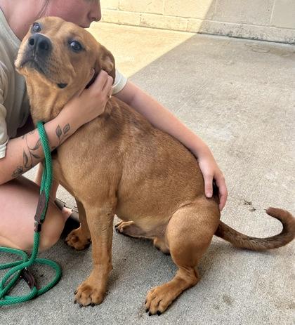 Old Red, Adoptable, Young Male American Staffordshire Terrier.