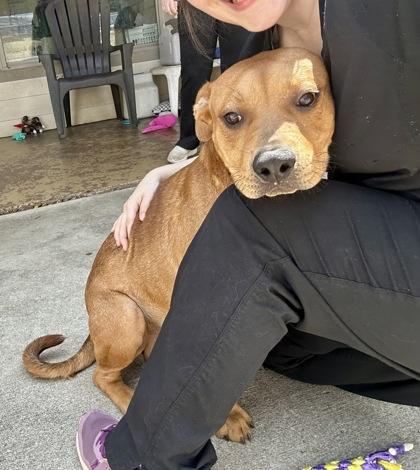 Enlarge Old Red, a Adoptable mixed breed in Danbury, CT image 2/2