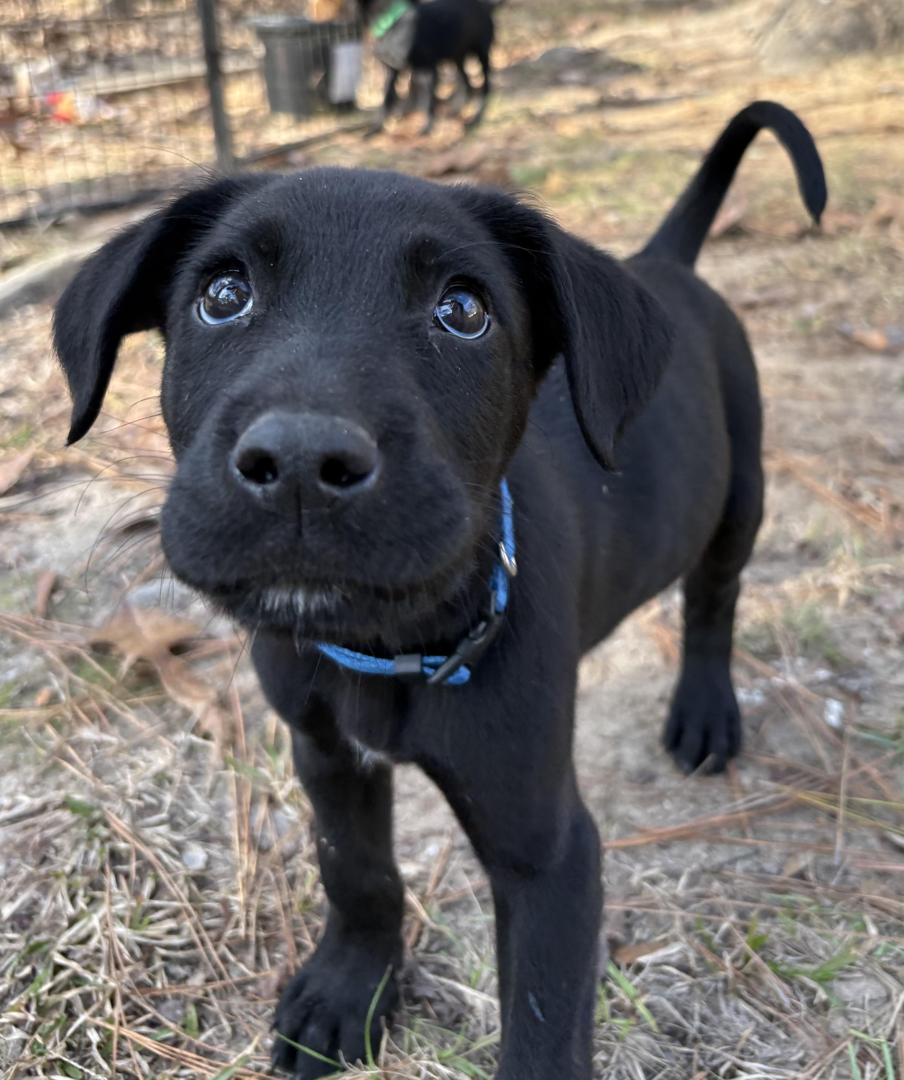 Obie, Adoptable, Puppy Male Labrador Retriever.