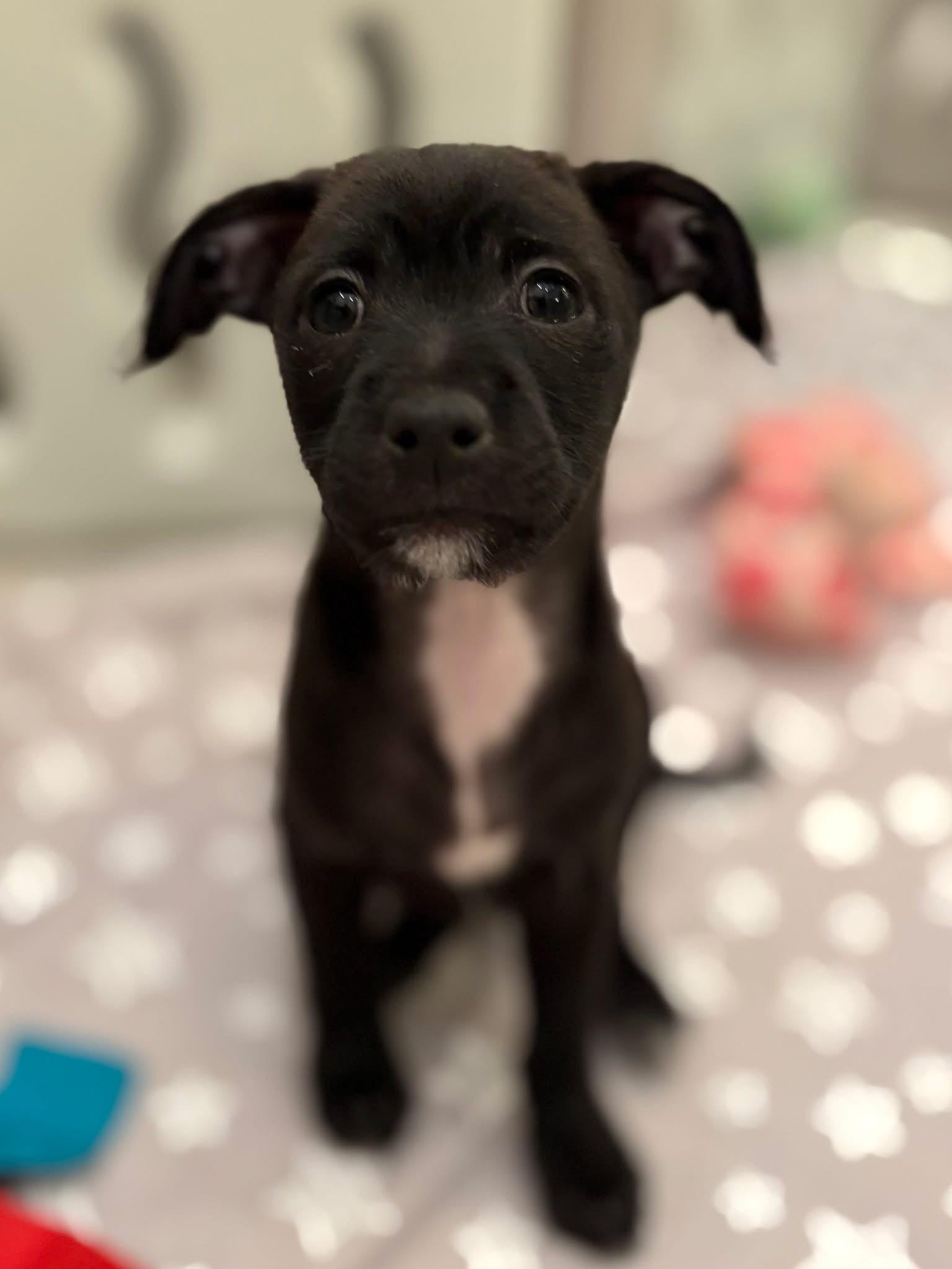 Indie , ADOPTABLE, Puppy Male Chihuahua.