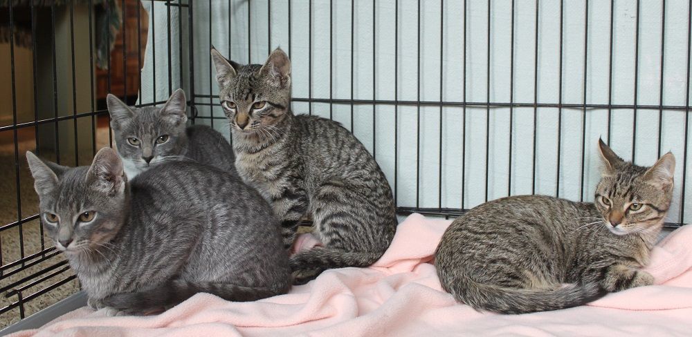 Enlarge Fergie, a Adopted Tabby in Great Falls, MT image 1/6