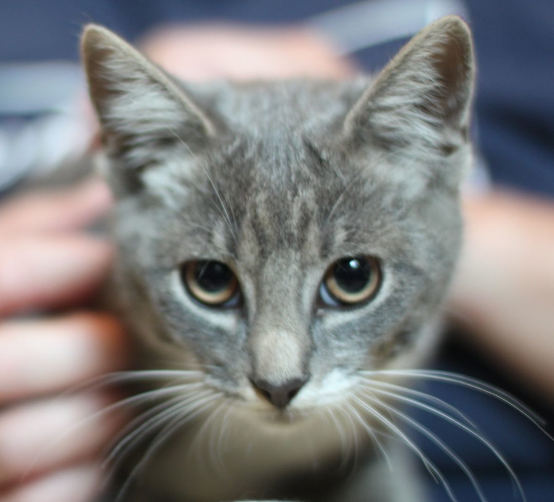 Enlarge Fergie, a Adopted Tabby in Great Falls, MT image 2/6