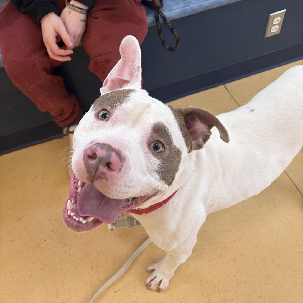 Slinky — thumbnail 4