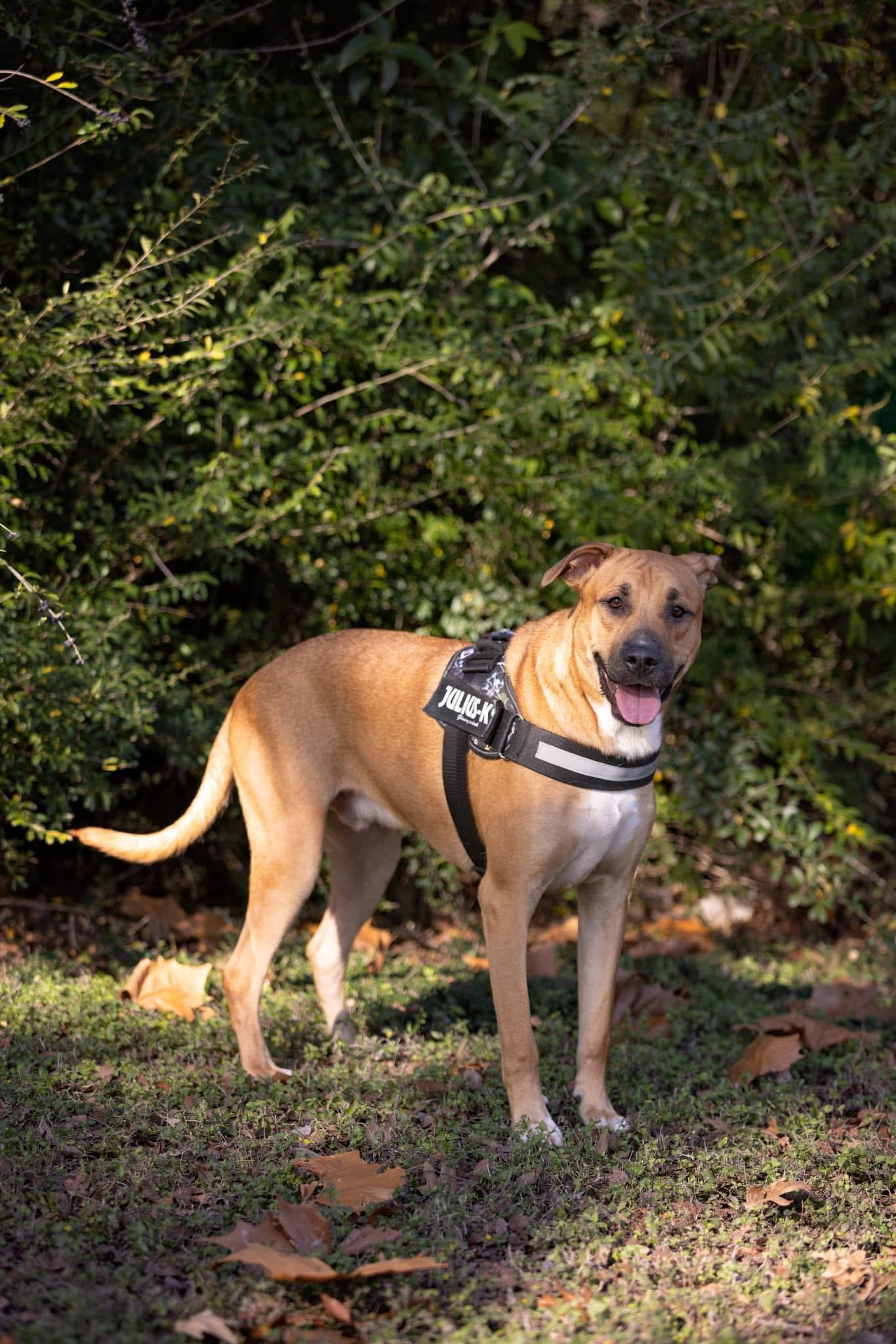 Cognac (DNA TESTED), Adoptable, Puppy Male American Bulldog & Pit Bull Terrier.