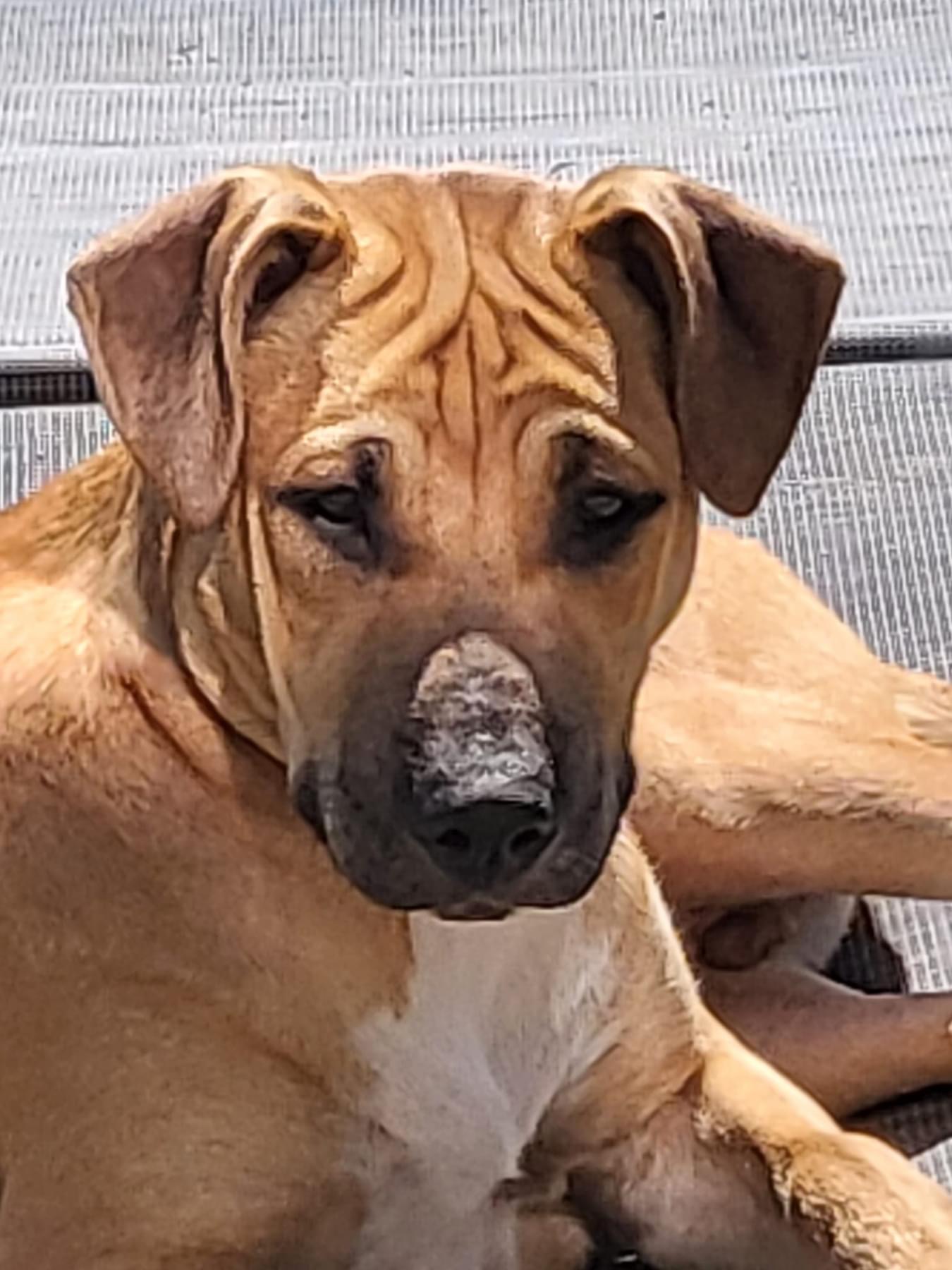 Cognac (DNA TESTED), a Adoptable mixed breed in Benbrook, TX image 2/4