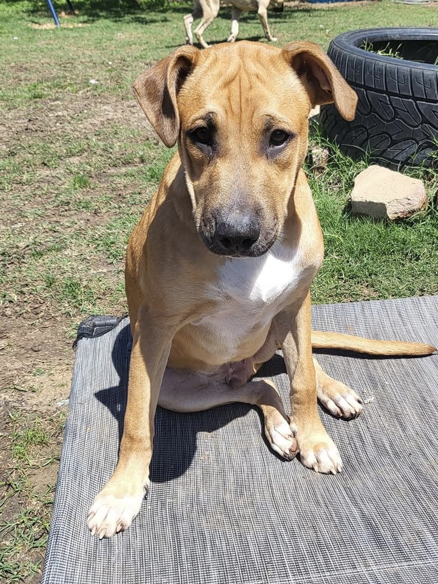Cognac (DNA TESTED), a Adoptable mixed breed in Benbrook, TX image 4/4