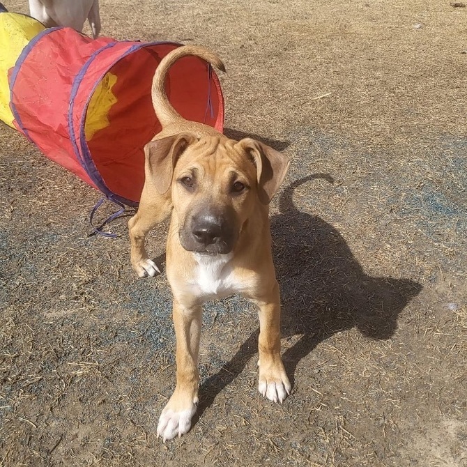 Cognac (DNA TESTED), a Adoptable mixed breed in Benbrook, TX image 3/4