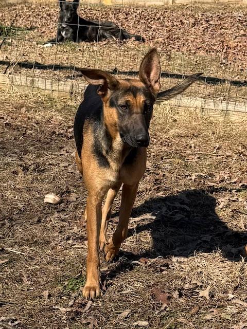 Lucy Elf thumbnail 2