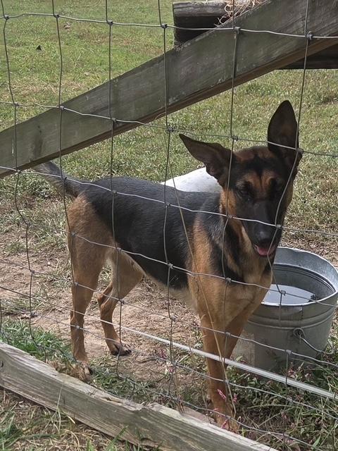 Lucy Elf thumbnail 4