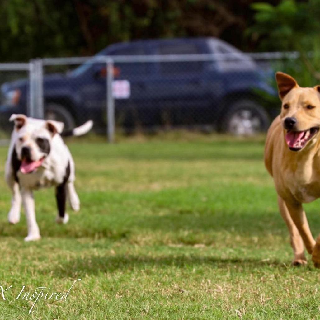Pebbles, a Adoptable Mixed Breed in Frederiksted, VI image 1/3