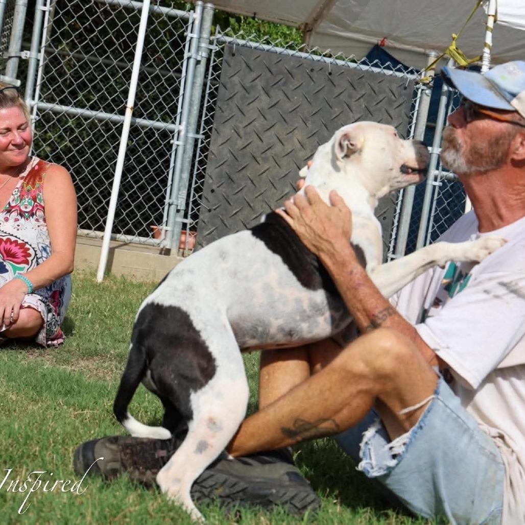 Pebbles, a Adoptable Mixed Breed in Frederiksted, VI image 2/3