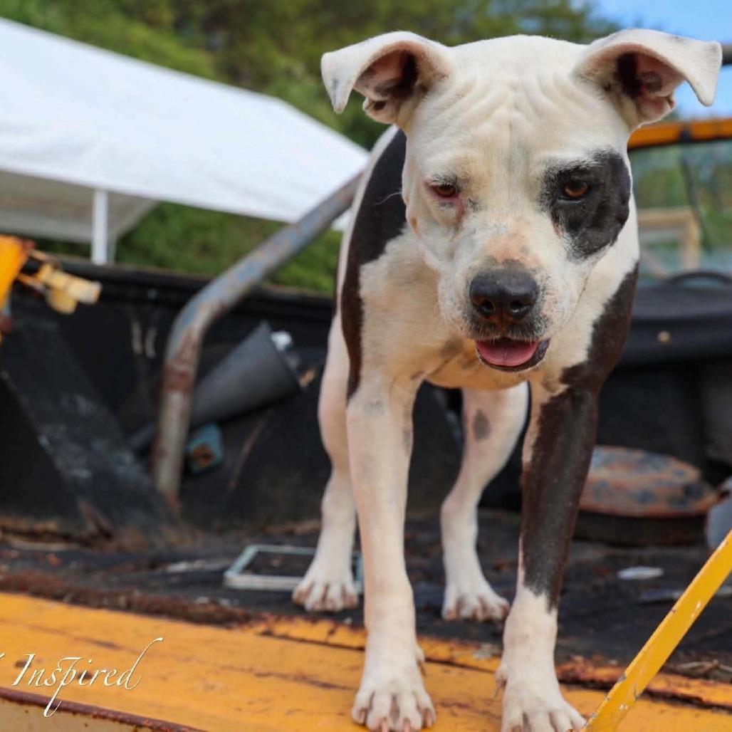 Pebbles, a Adoptable Mixed Breed in Frederiksted, VI image 3/3
