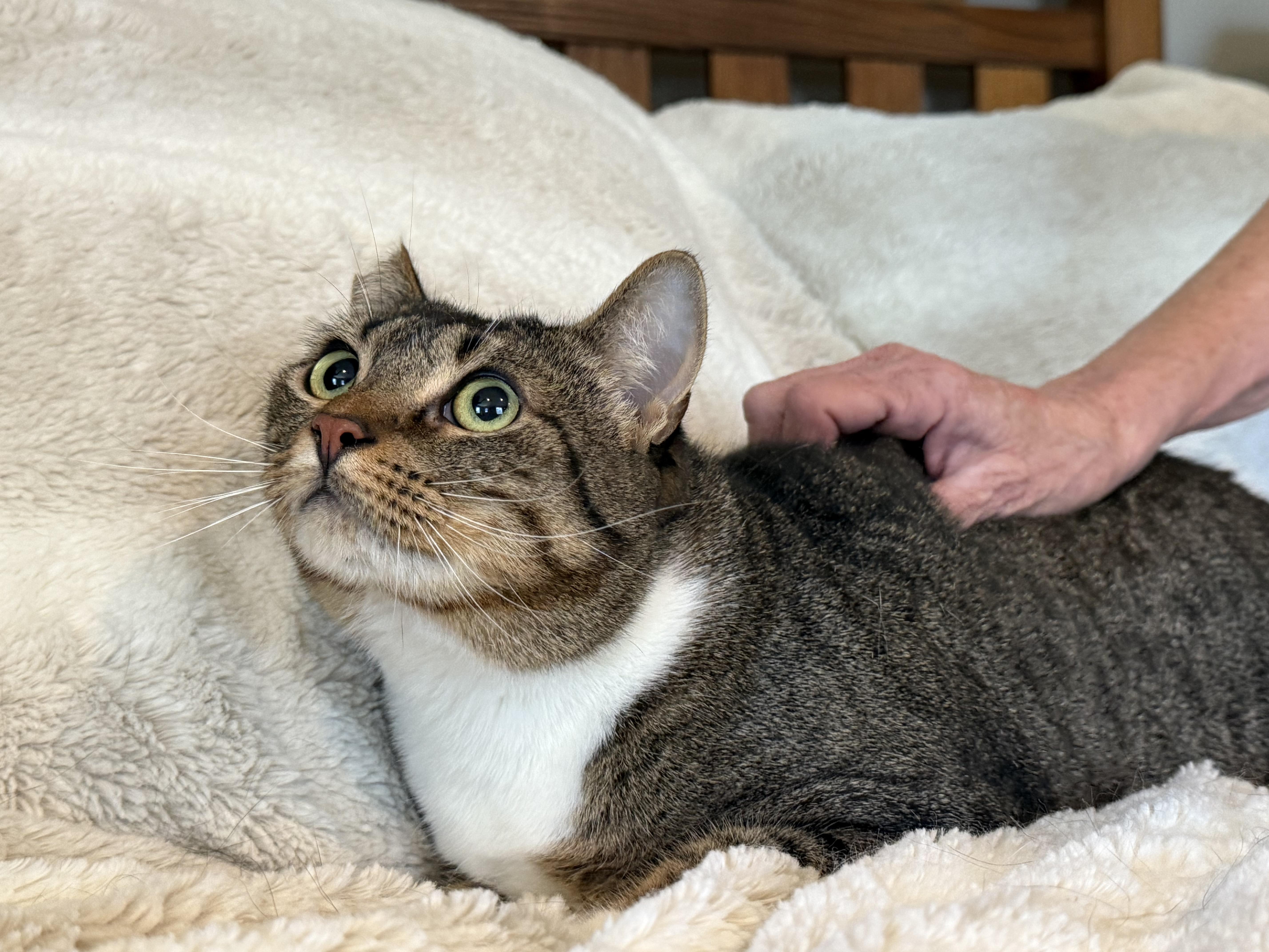 Cassie, an adoptable Domestic Medium Hair in Selah, WA, 98942 | Photo Image 2
