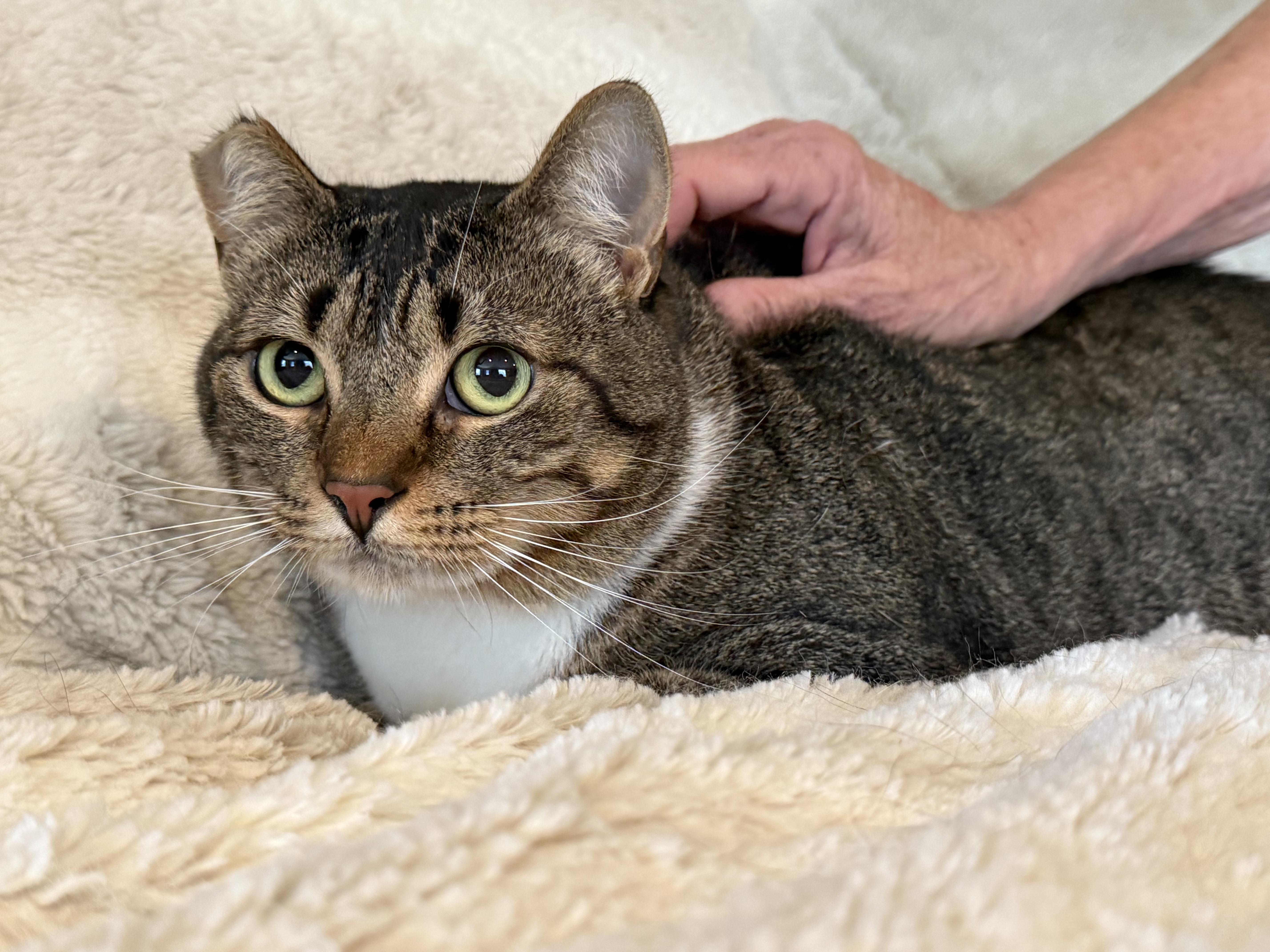 Cassie, an adoptable Domestic Medium Hair in Selah, WA, 98942 | Photo Image 3