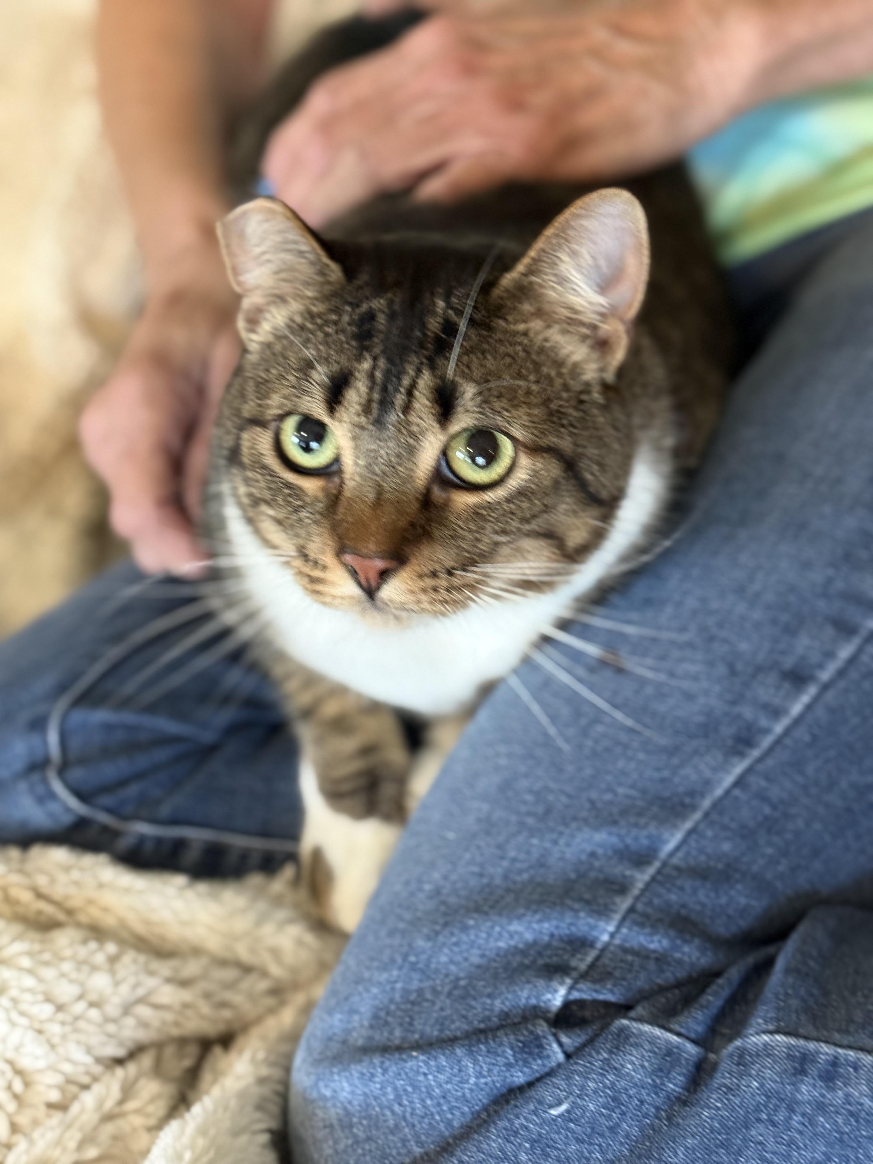 Cassie, a Adoptable Domestic Medium Hair in Selah, WA image 2/5