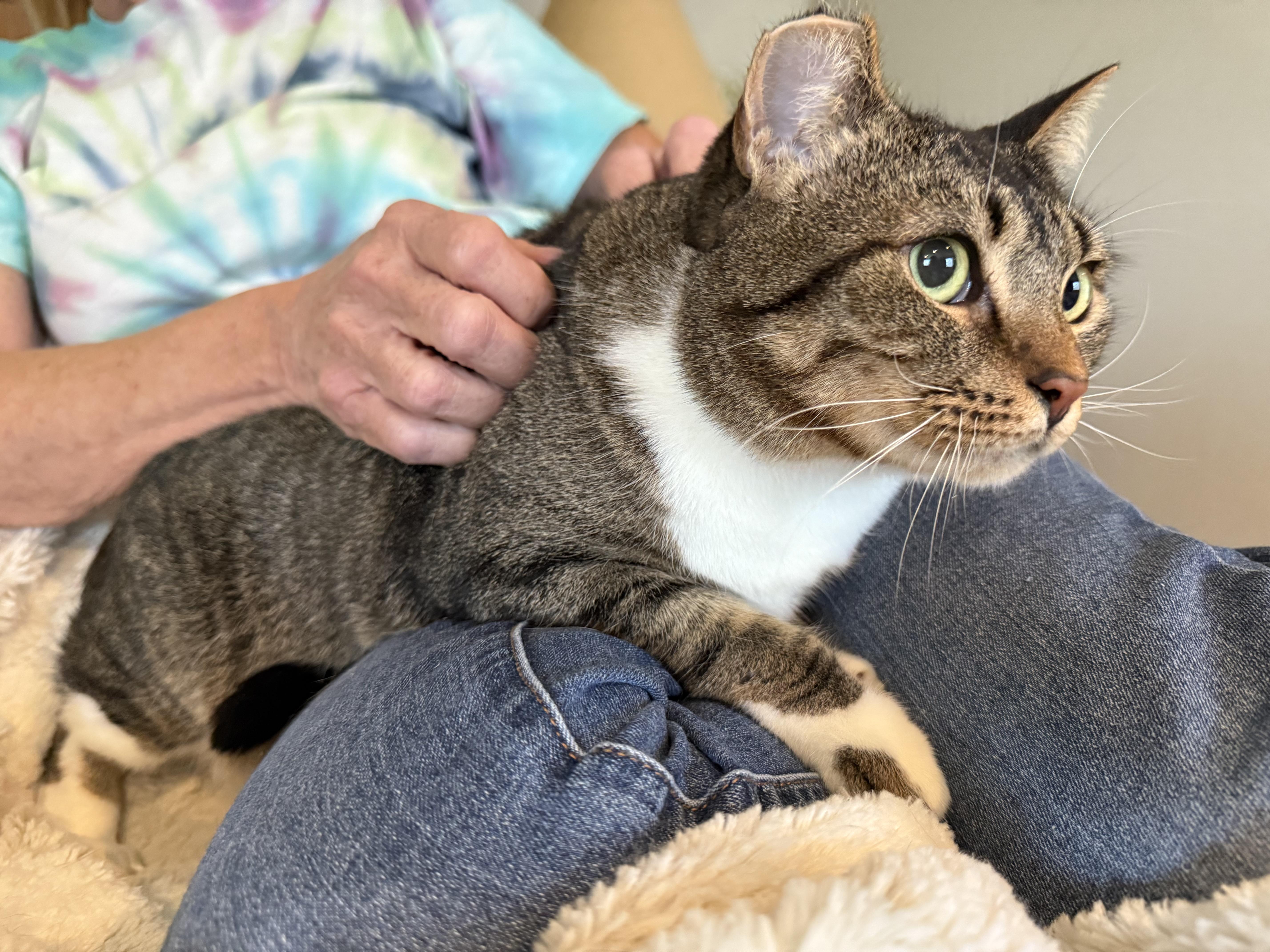 Cassie, a Adoptable Domestic Medium Hair in Selah, WA image 5/5