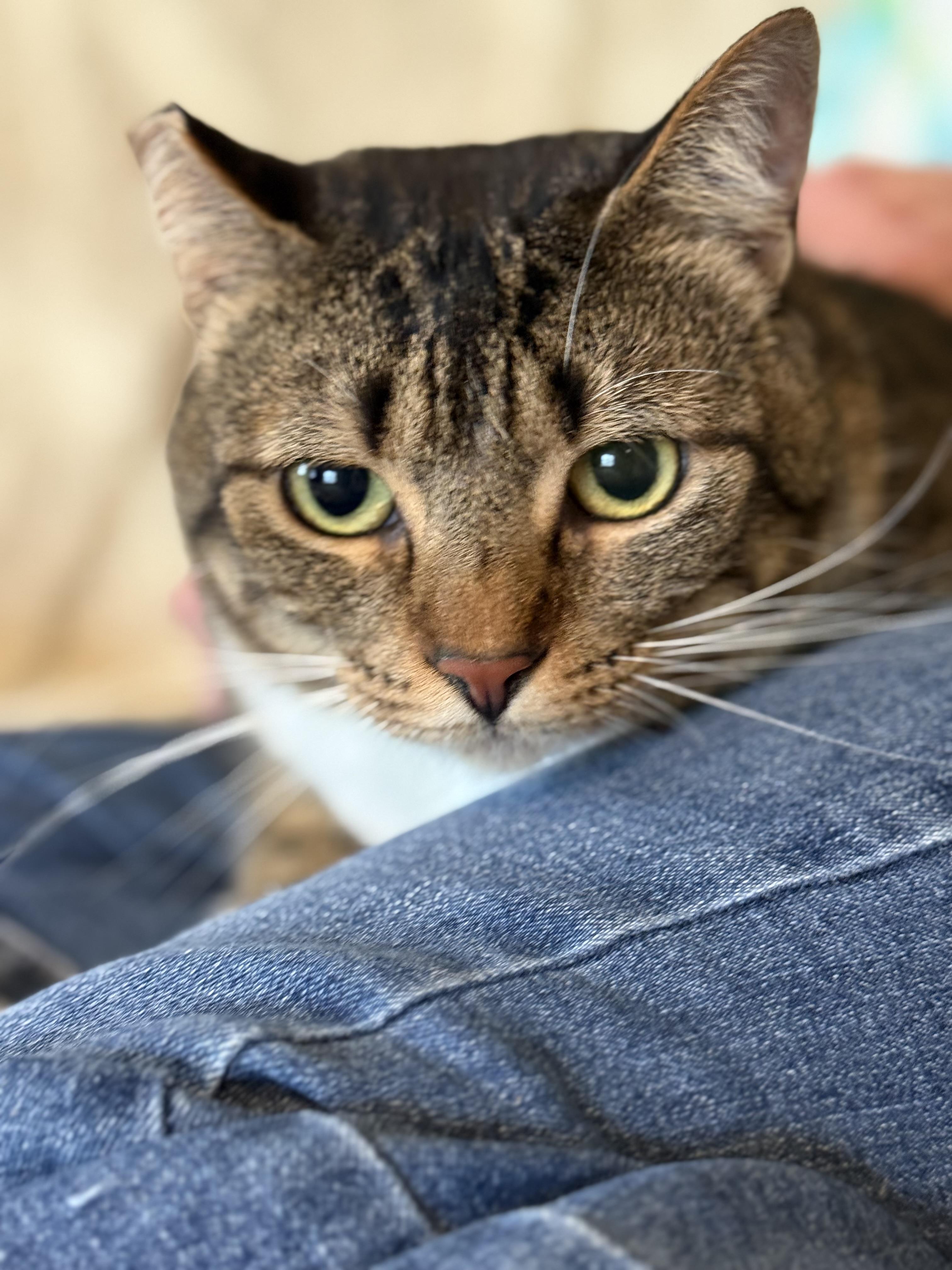 Cassie, an adoptable Domestic Medium Hair in Selah, WA, 98942 | Photo Image 1