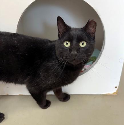 Baxter, ADOPTABLE, Adult Male Domestic Short Hair.
