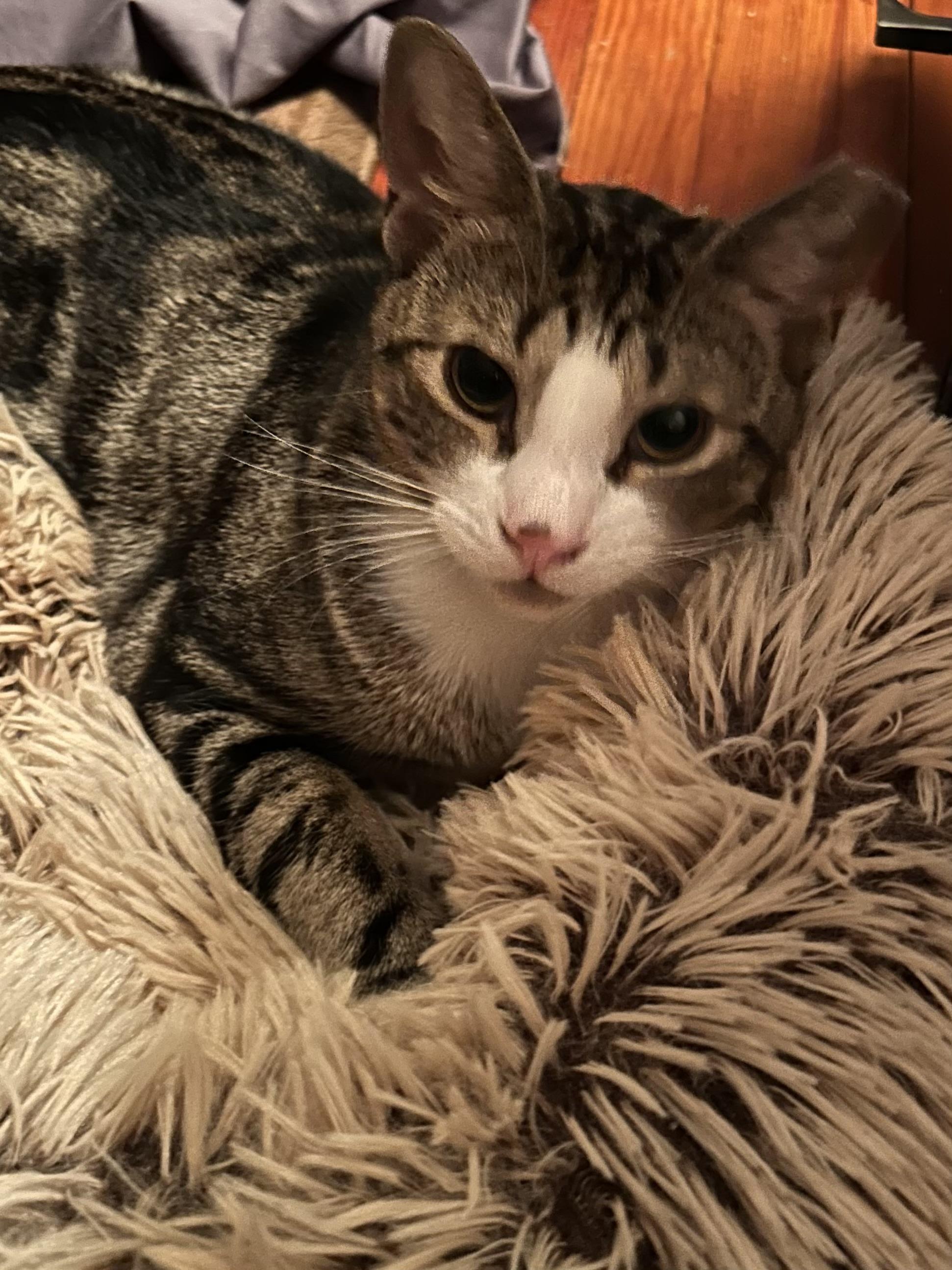 Pete, Adoptable, Adult Male Domestic Short Hair.