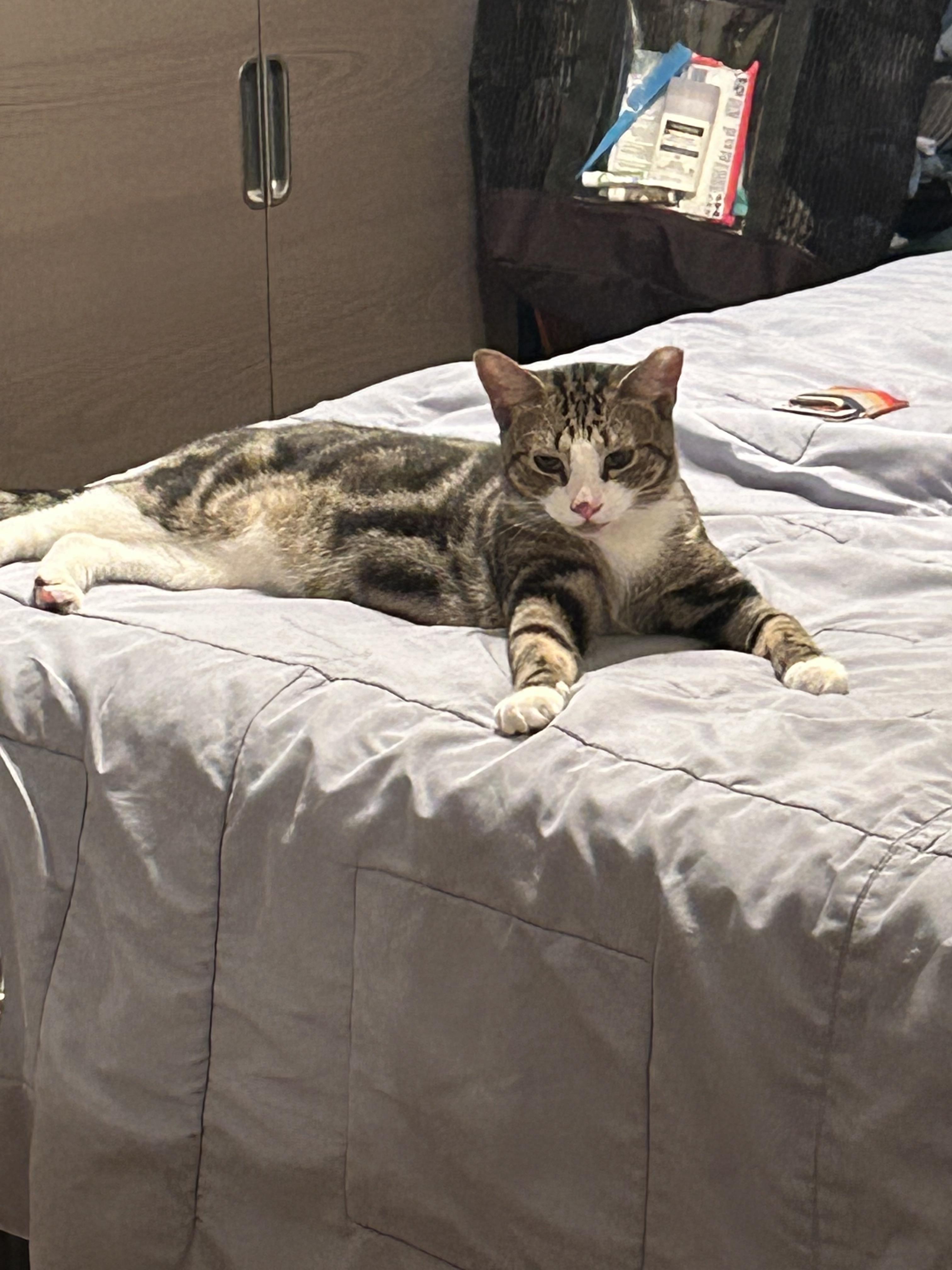 Pete, a Adoptable Domestic Short Hair in Clifton, NJ image 2/3