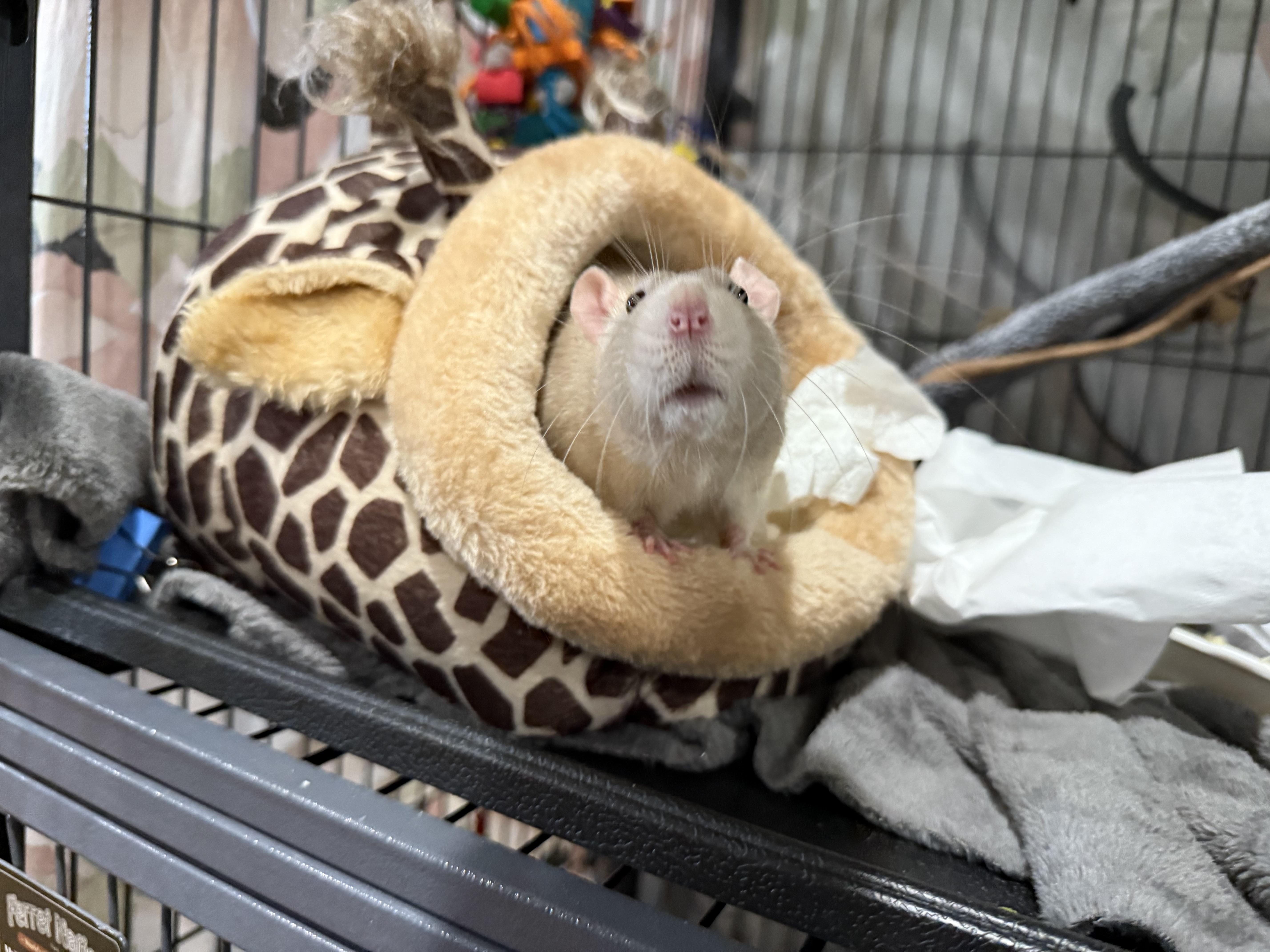 Pete
