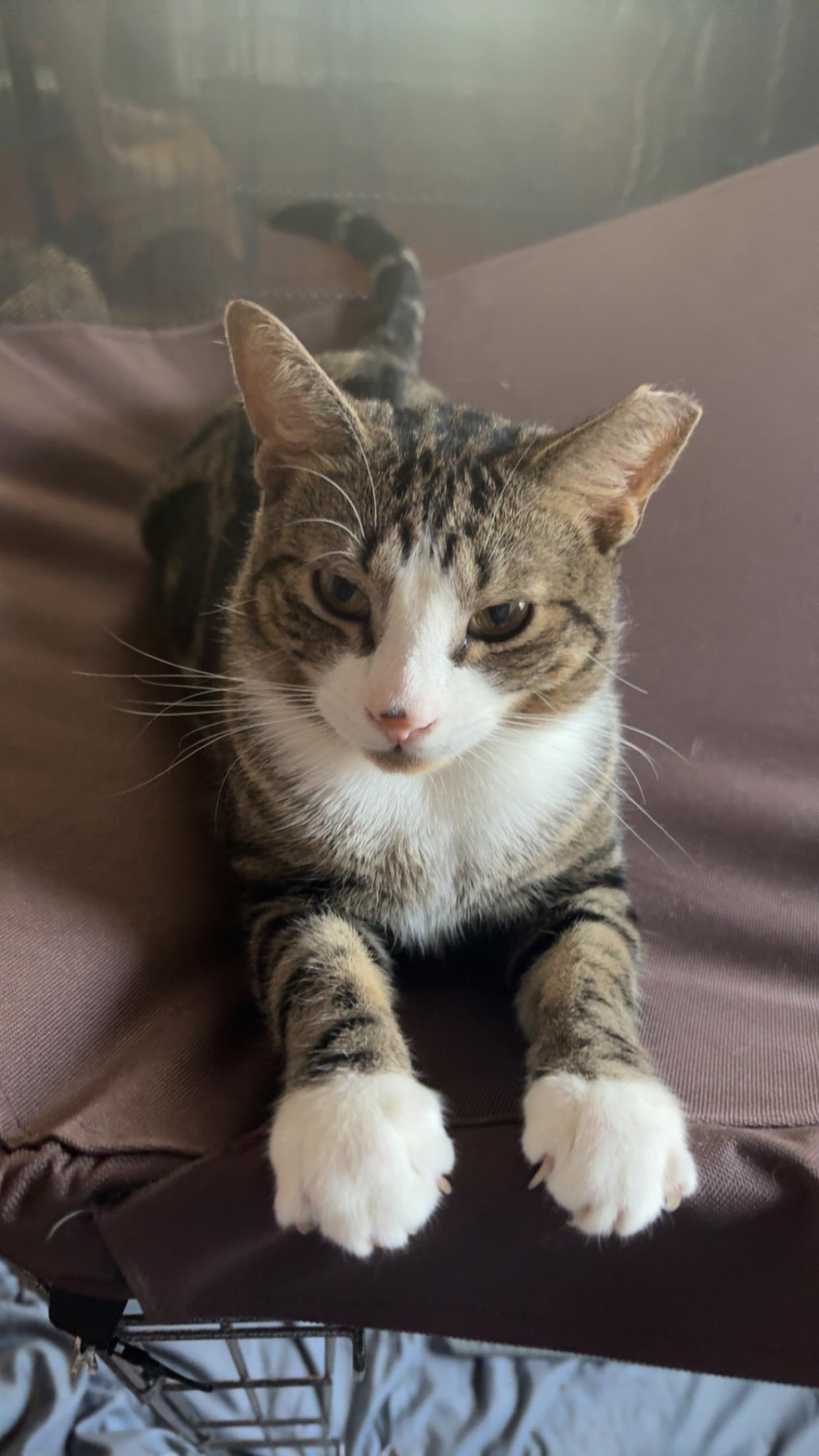 Pete, a Adoptable Domestic Short Hair in Clifton, NJ image 3/3