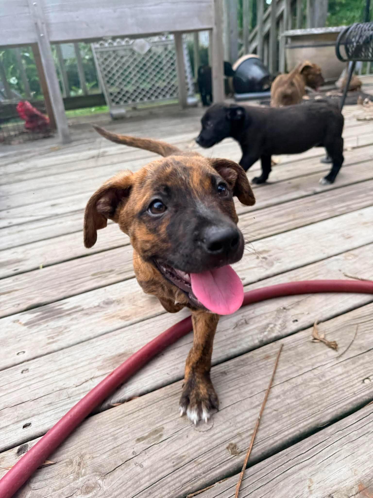 Enlarge S'more, a Adopted mixed breed in Ayden, NC image 2/6