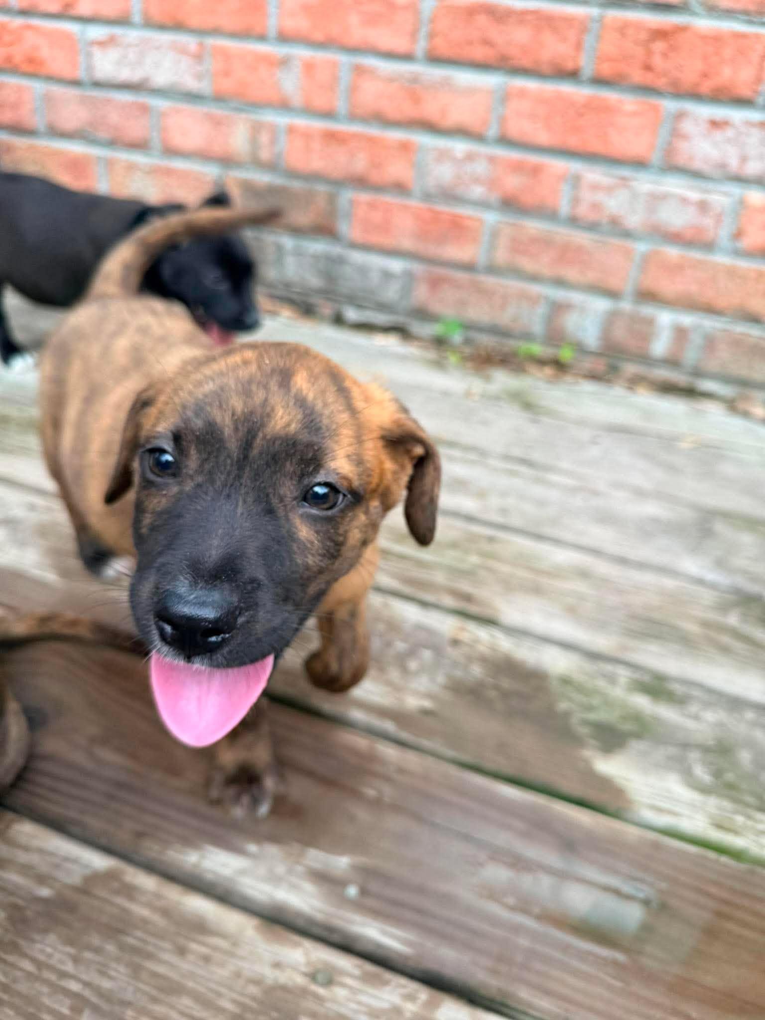 Enlarge S'more, a Adopted mixed breed in Ayden, NC image 1/6