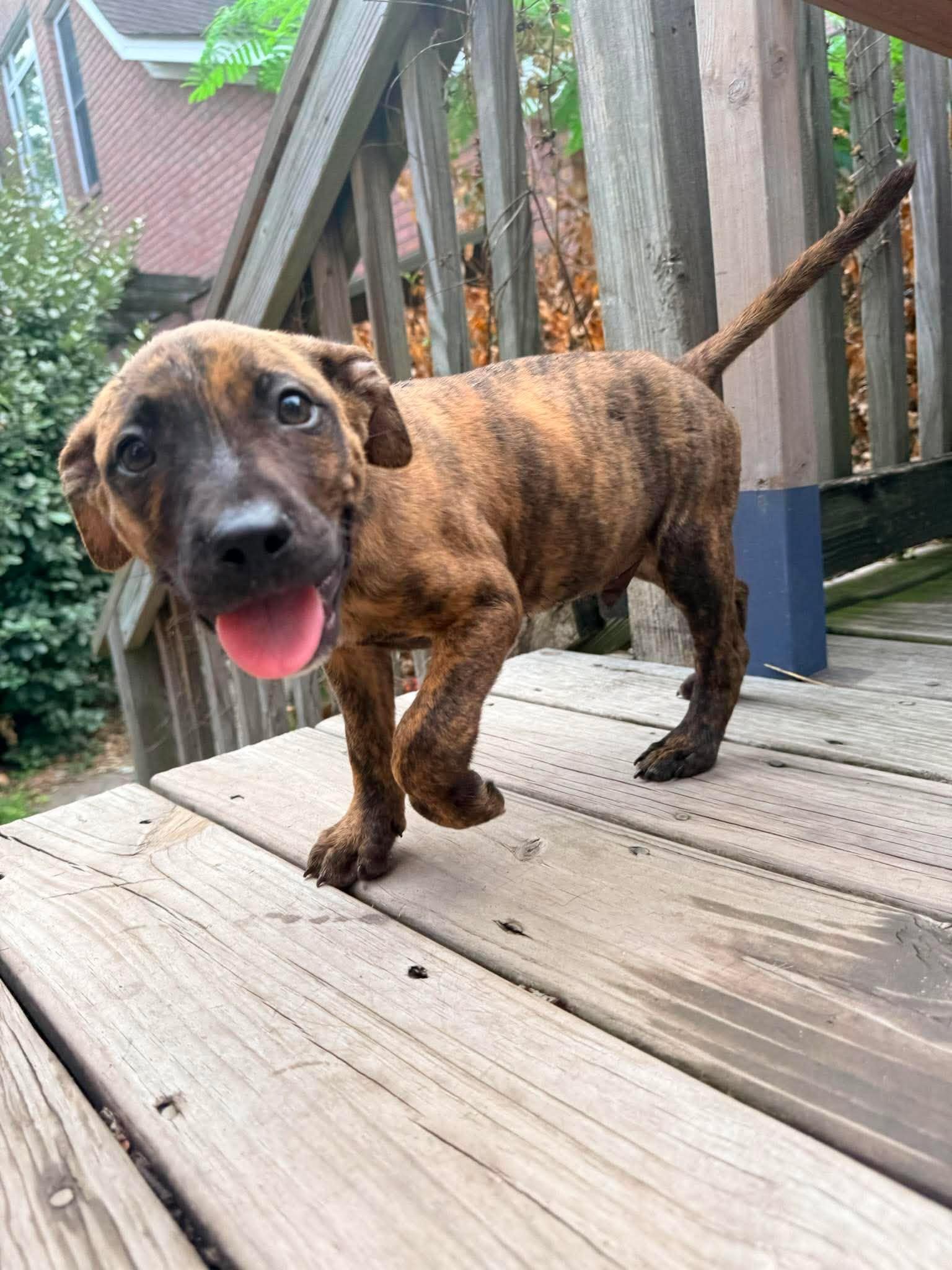 Enlarge S'more, a Adopted mixed breed in Ayden, NC image 6/6