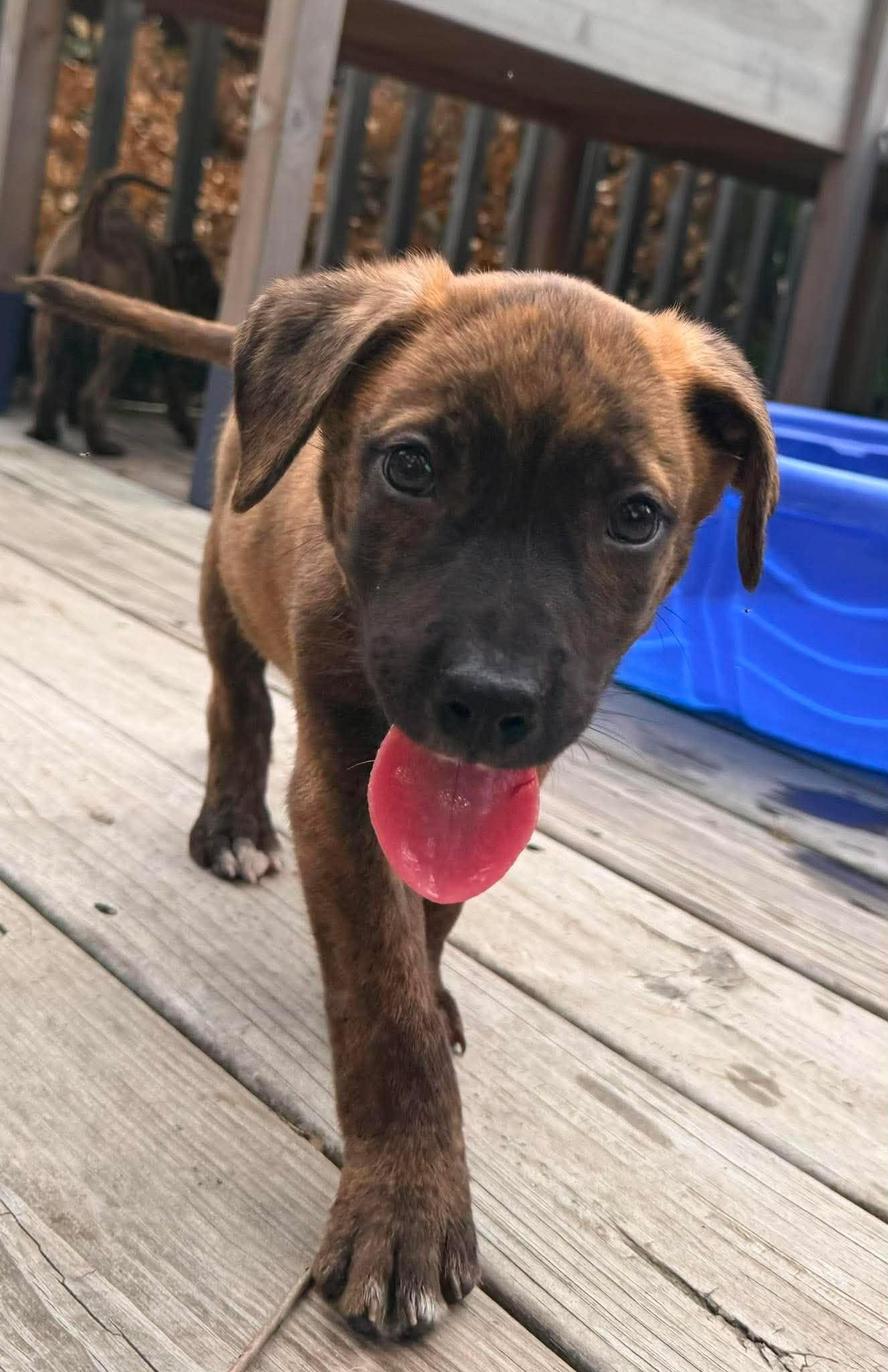Enlarge S'more, a Adopted mixed breed in Ayden, NC image 5/6