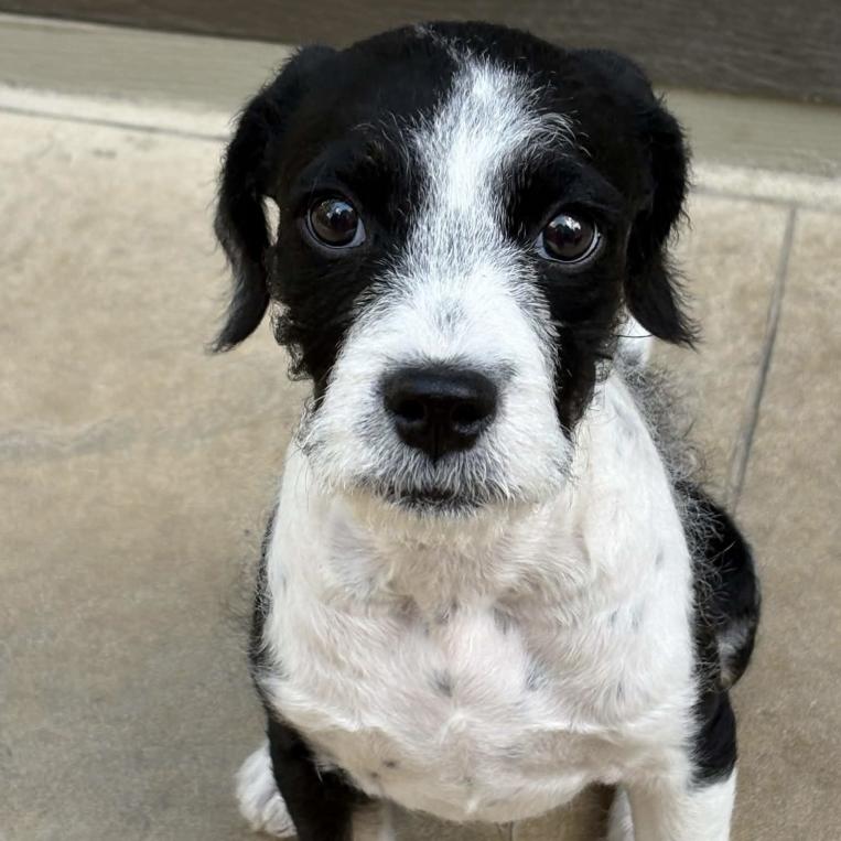 Enlarge Milo, a Adopted mixed breed in Mead, CO image 1/1