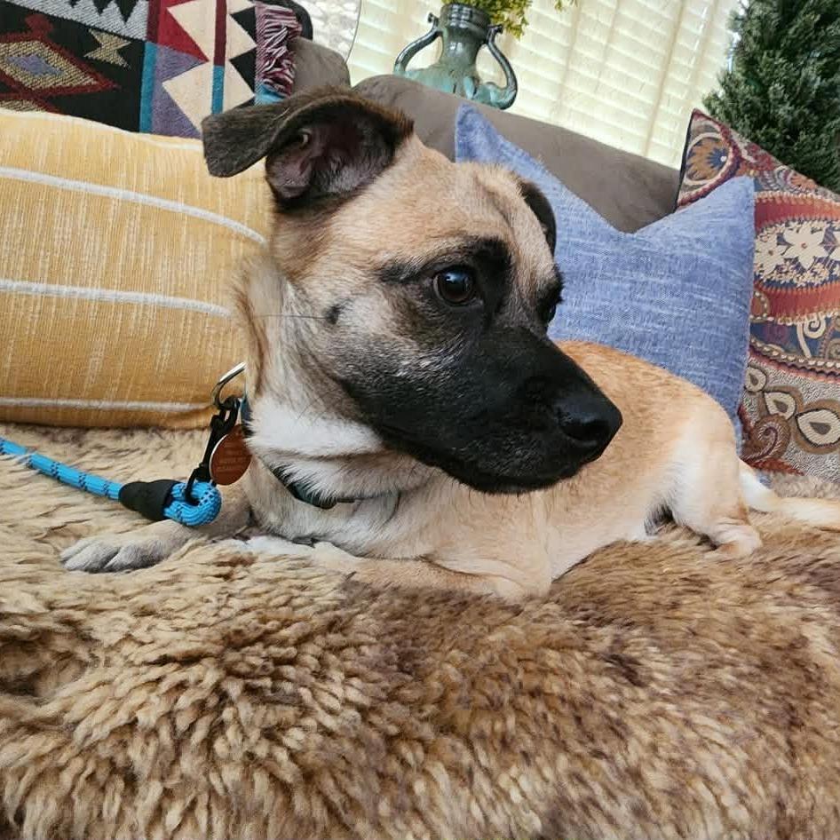 Grimsby, Adoptable, Adult Male Rat Terrier & None.
