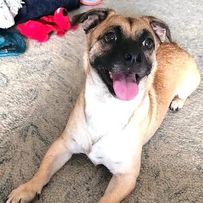 Enlarge Grimsby, a Adoptable Rat Terrier in Tampa, FL image 2/6