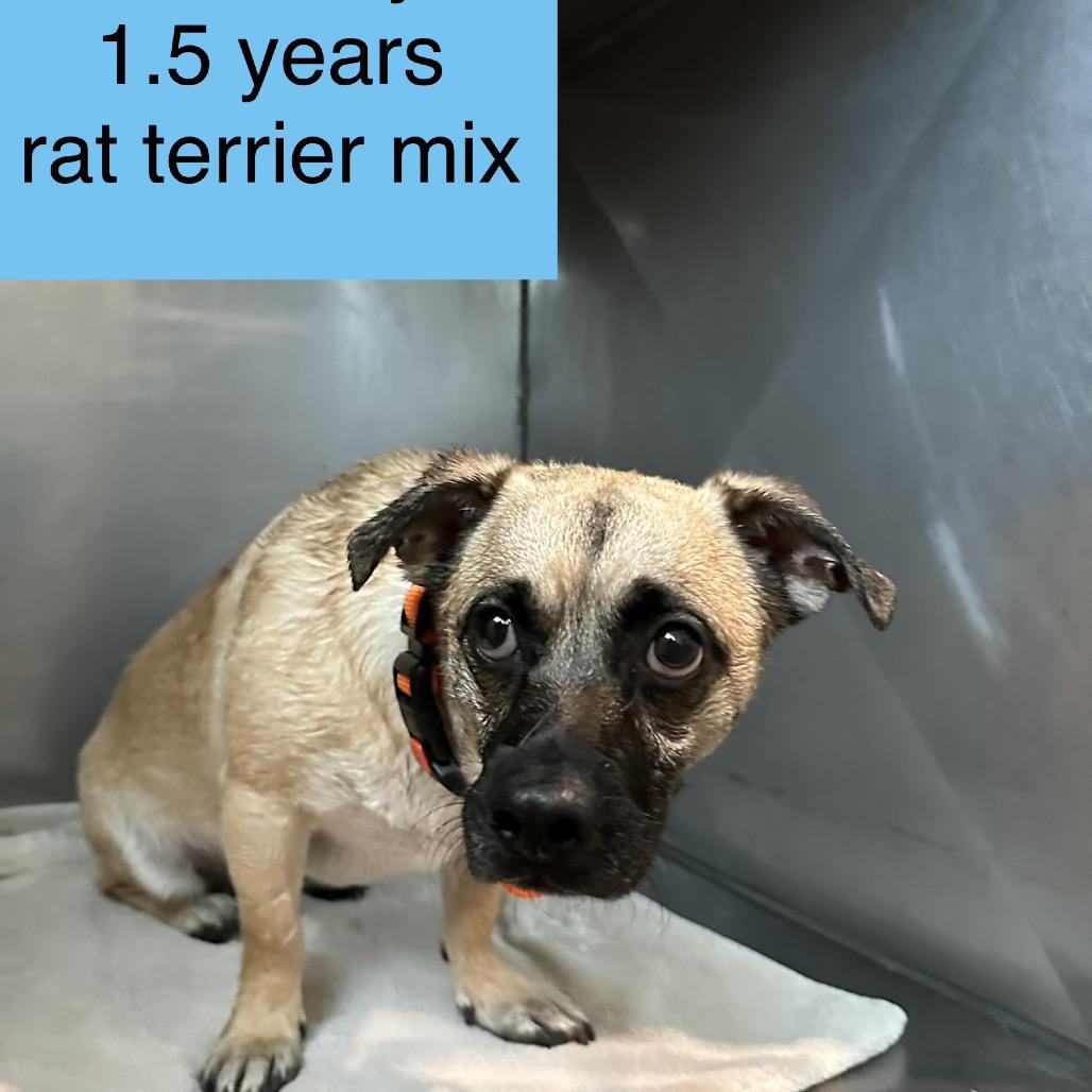 Enlarge Grimsby, a Adoptable Rat Terrier in Tampa, FL image 5/6