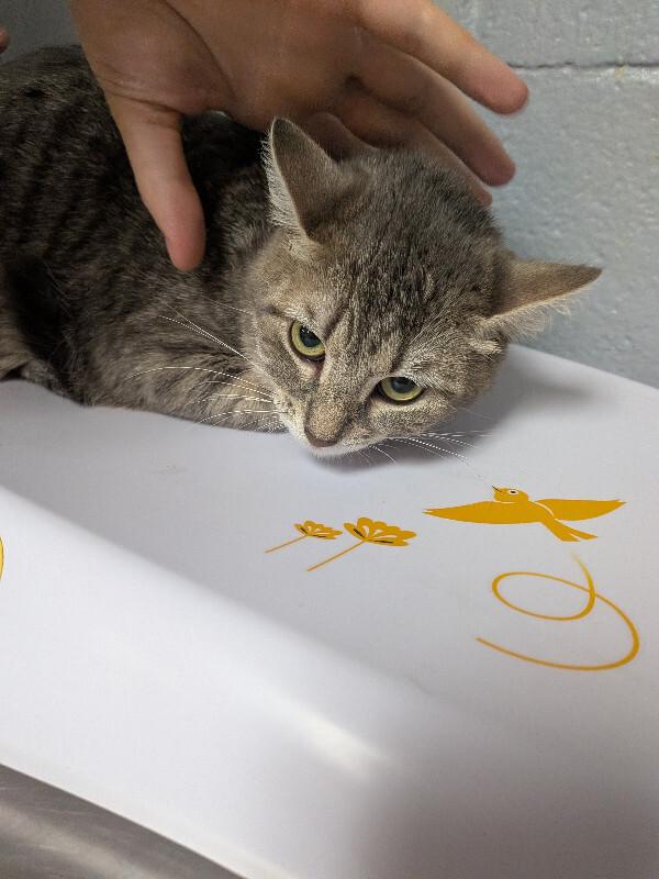 Grace Jones, Adoptable, Adult Female Domestic Short Hair.