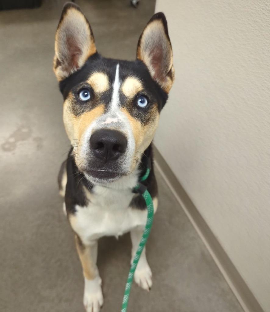 Kronos, Adoptable, Young Male Husky & Mixed Breed.