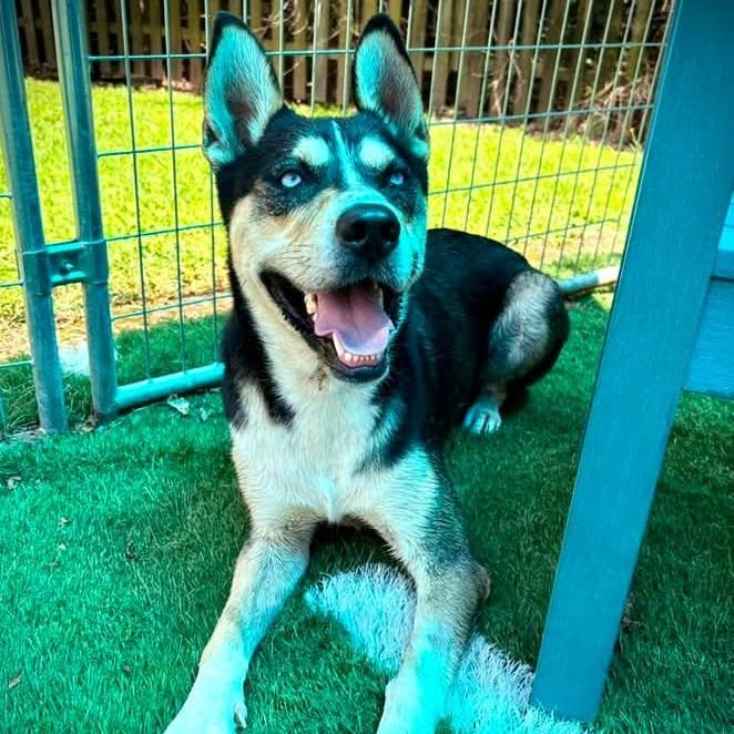 Kronos, a Adoptable mixed breed in Murphysboro, IL image 2/6