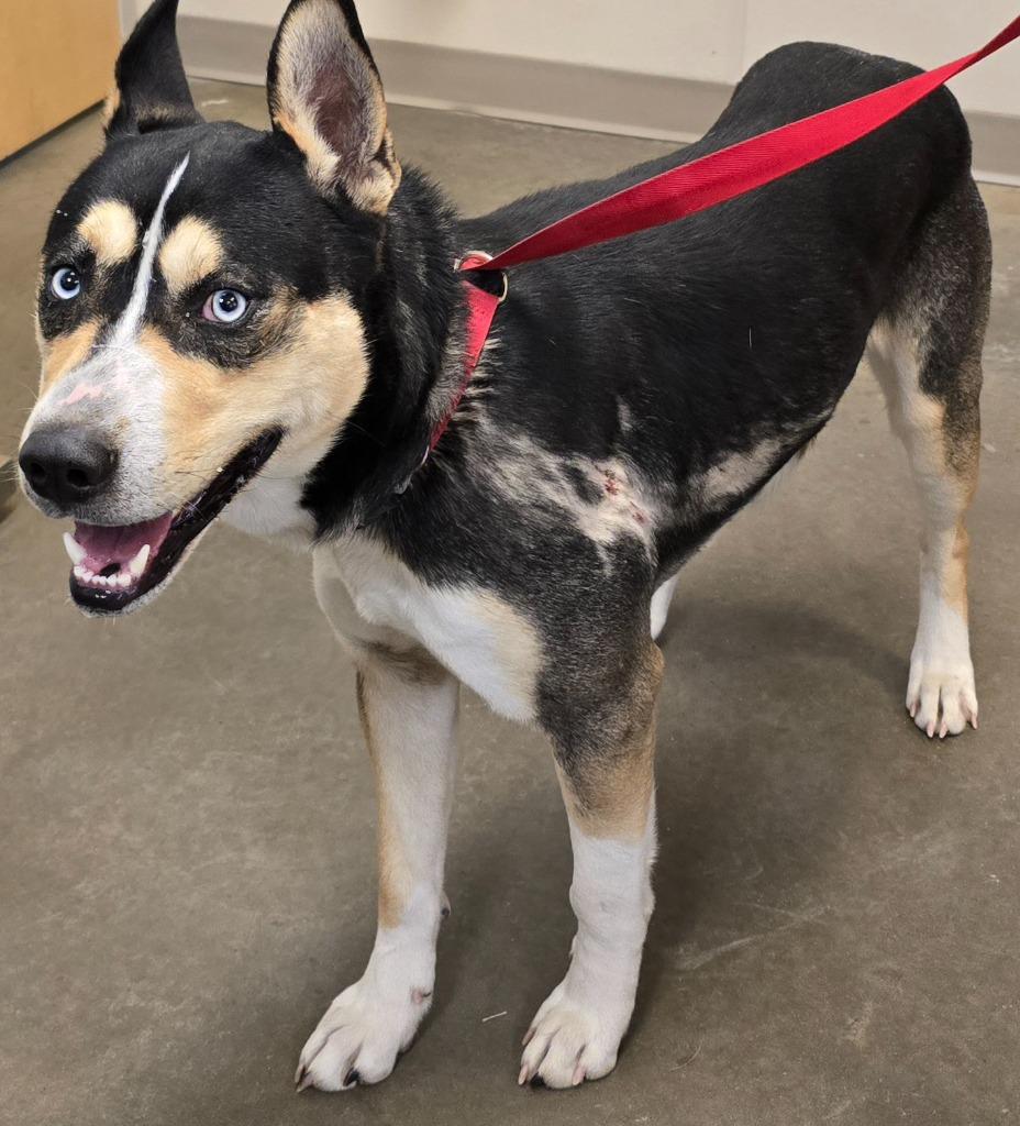 Kronos, a Adoptable mixed breed in Murphysboro, IL image 1/3