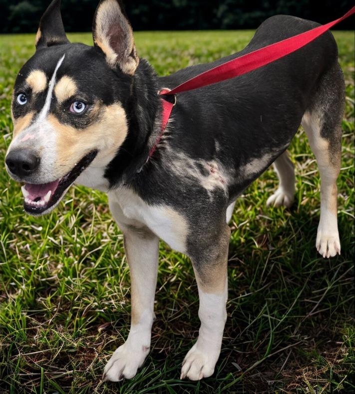 Kronos, a Adoptable mixed breed in Murphysboro, IL image 2/3