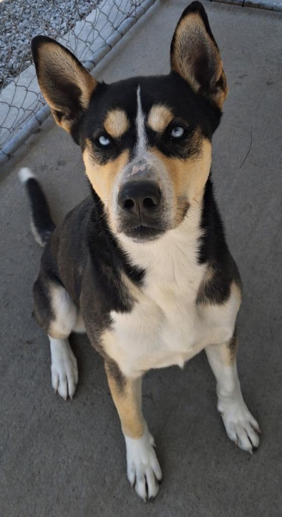 Enlarge Kronos, a Adoptable mixed breed in Murphysboro, IL image 4/6