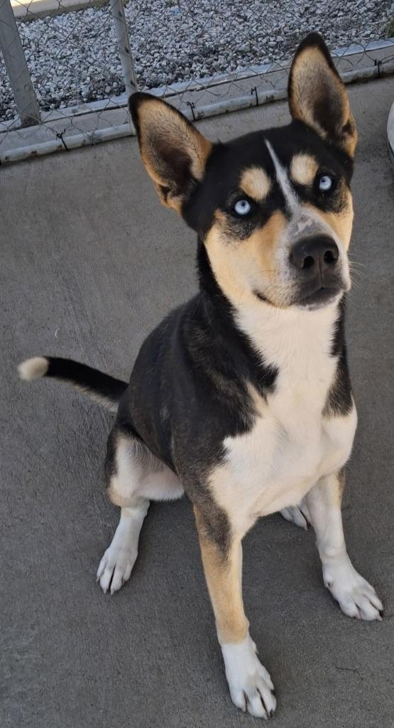 Enlarge Kronos, a Adoptable mixed breed in Murphysboro, IL image 5/6