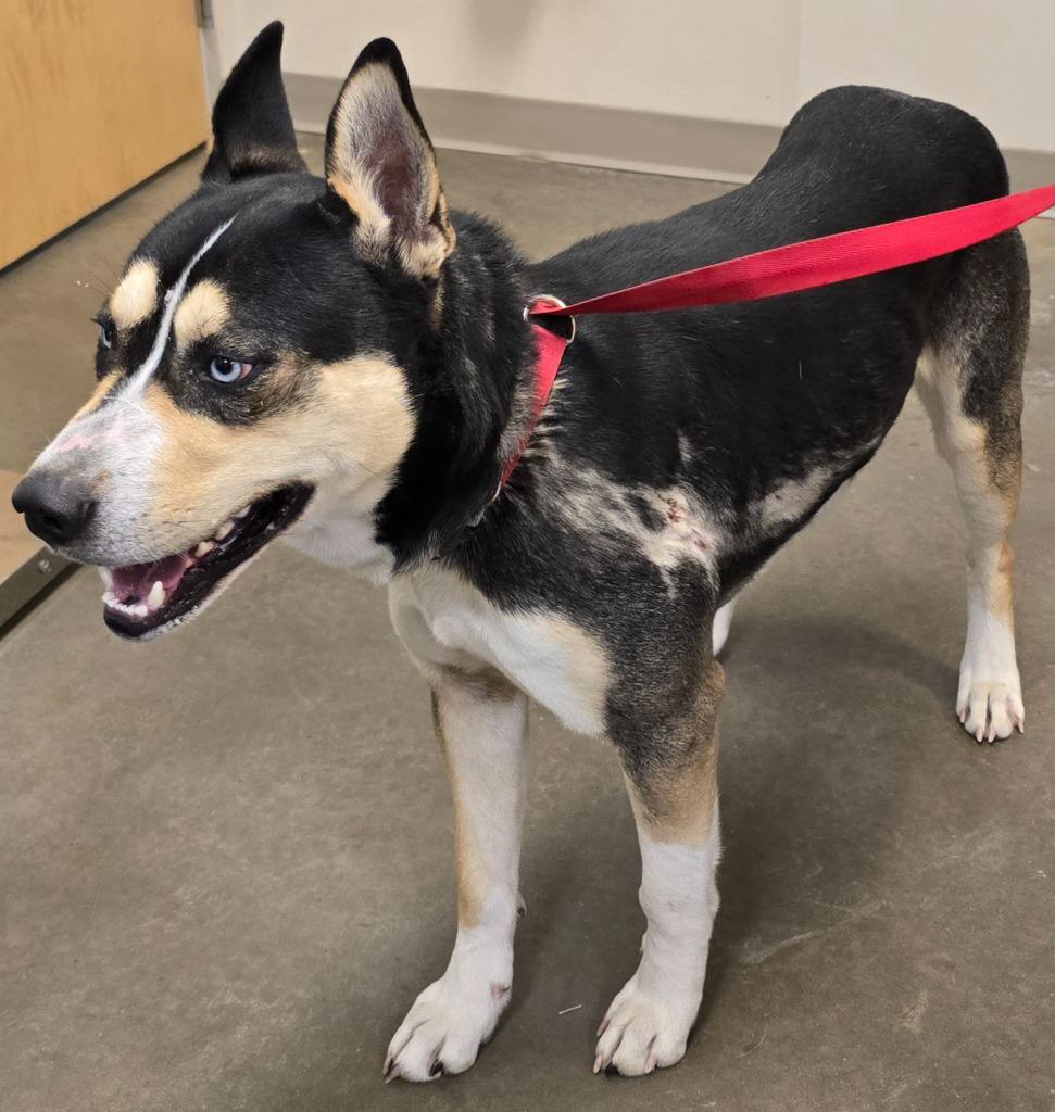 Kronos, a Adoptable mixed breed in Murphysboro, IL image 3/3