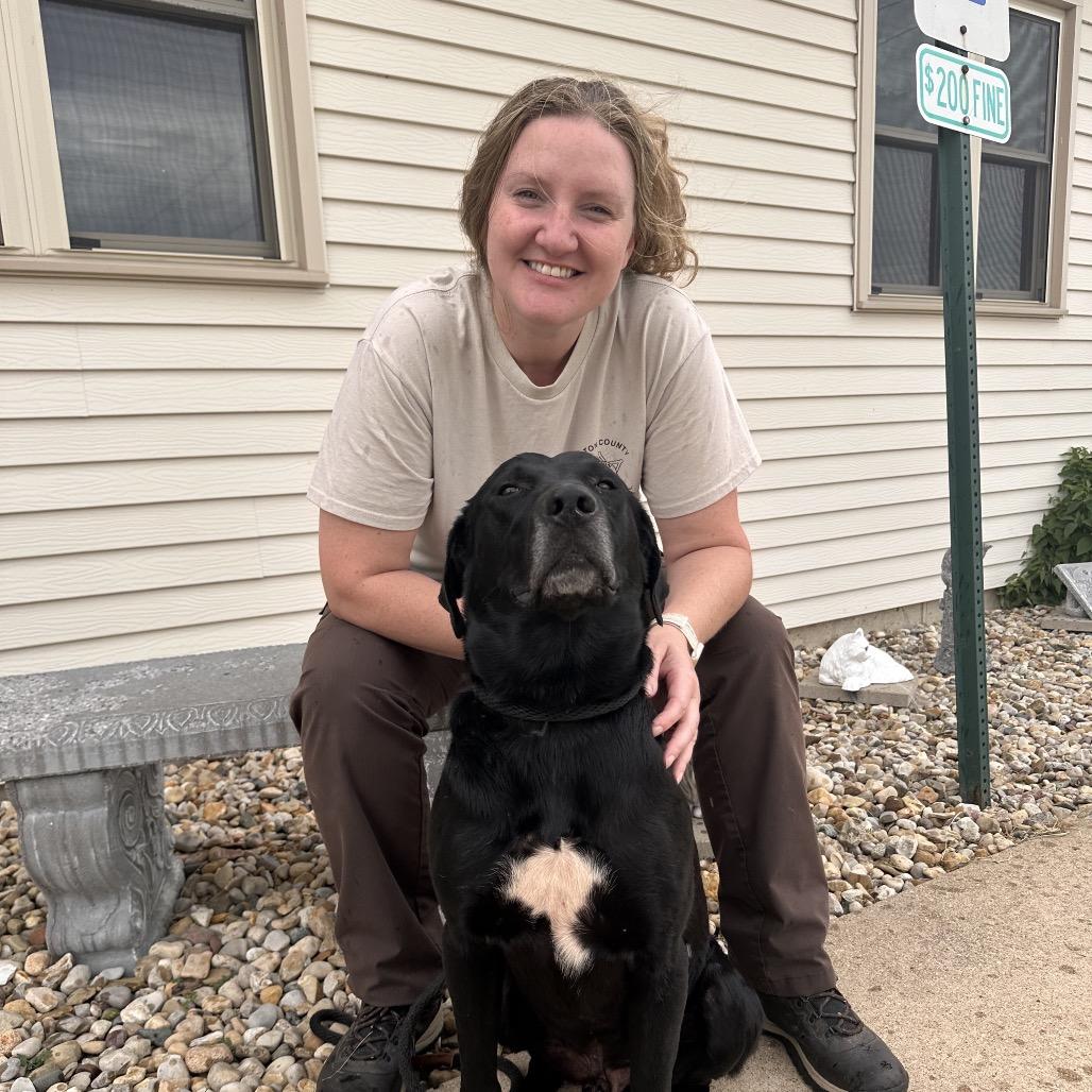 Peter, Adoptable, Adult Male Black Labrador Retriever & Mixed Breed.