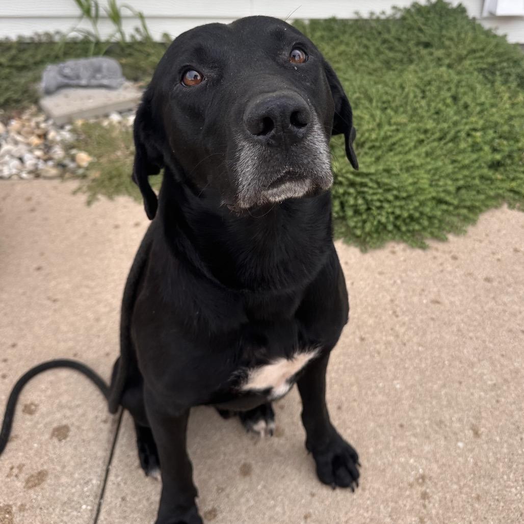 Enlarge Peter, a Adoptable mixed breed in Canton, IL image 3/3