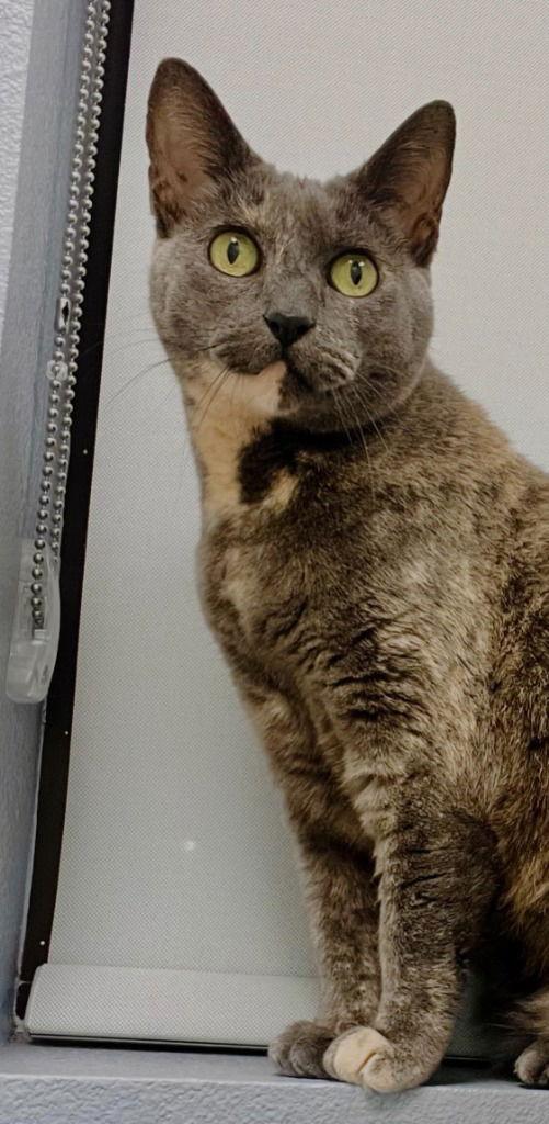 Rotini, Adoptable, Adult Female Domestic Short Hair.