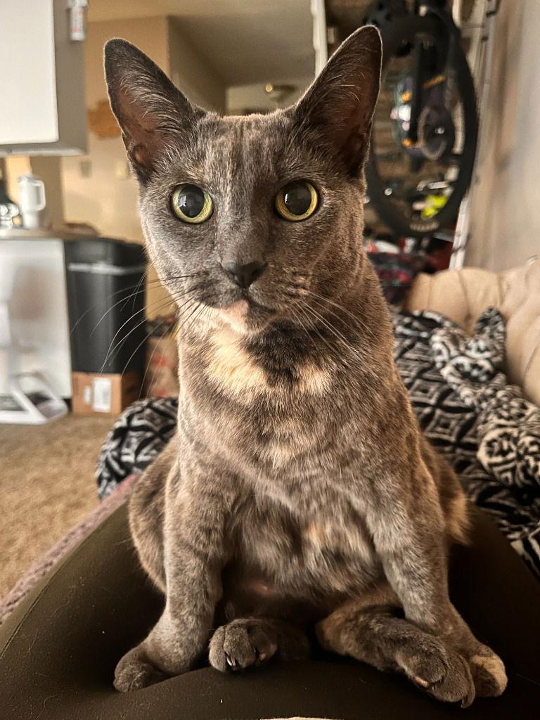 Rotini, a Adoptable Domestic Short Hair in Battle Ground, WA image 2/3