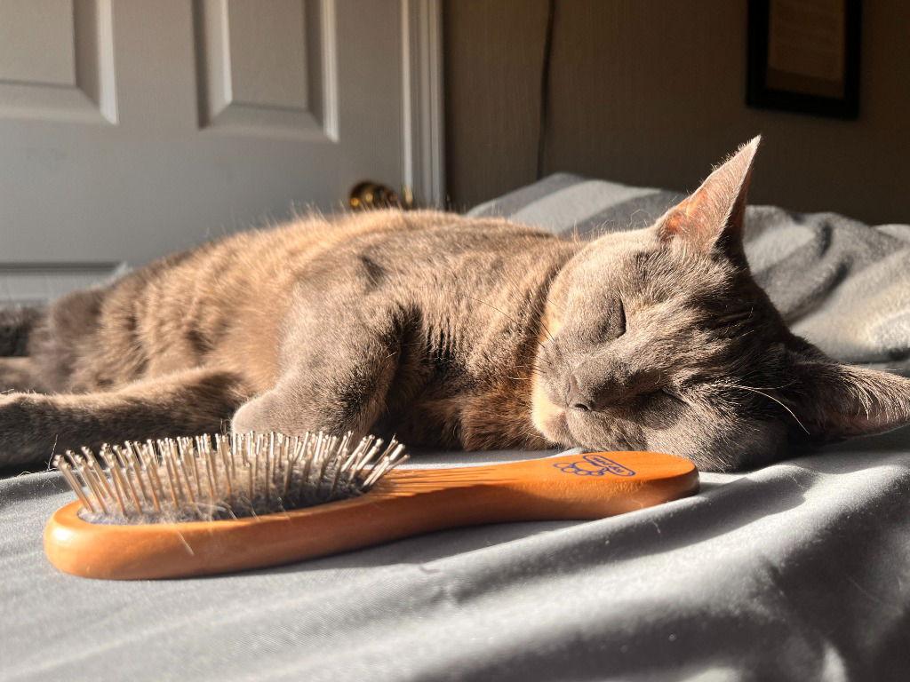 Rotini, a Adoptable Domestic Short Hair in Battle Ground, WA image 3/3